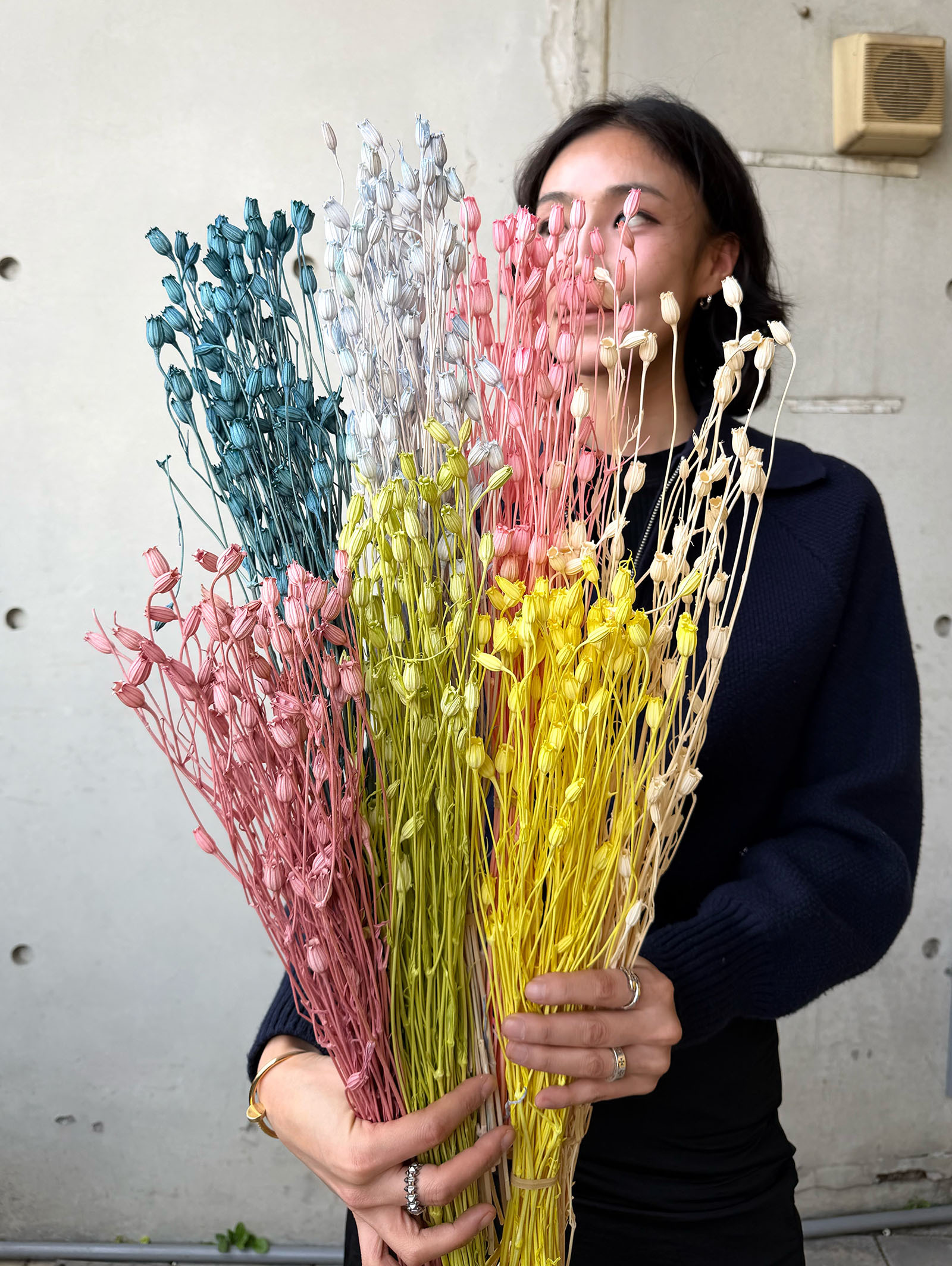 乾燥小風鈴(義大利)