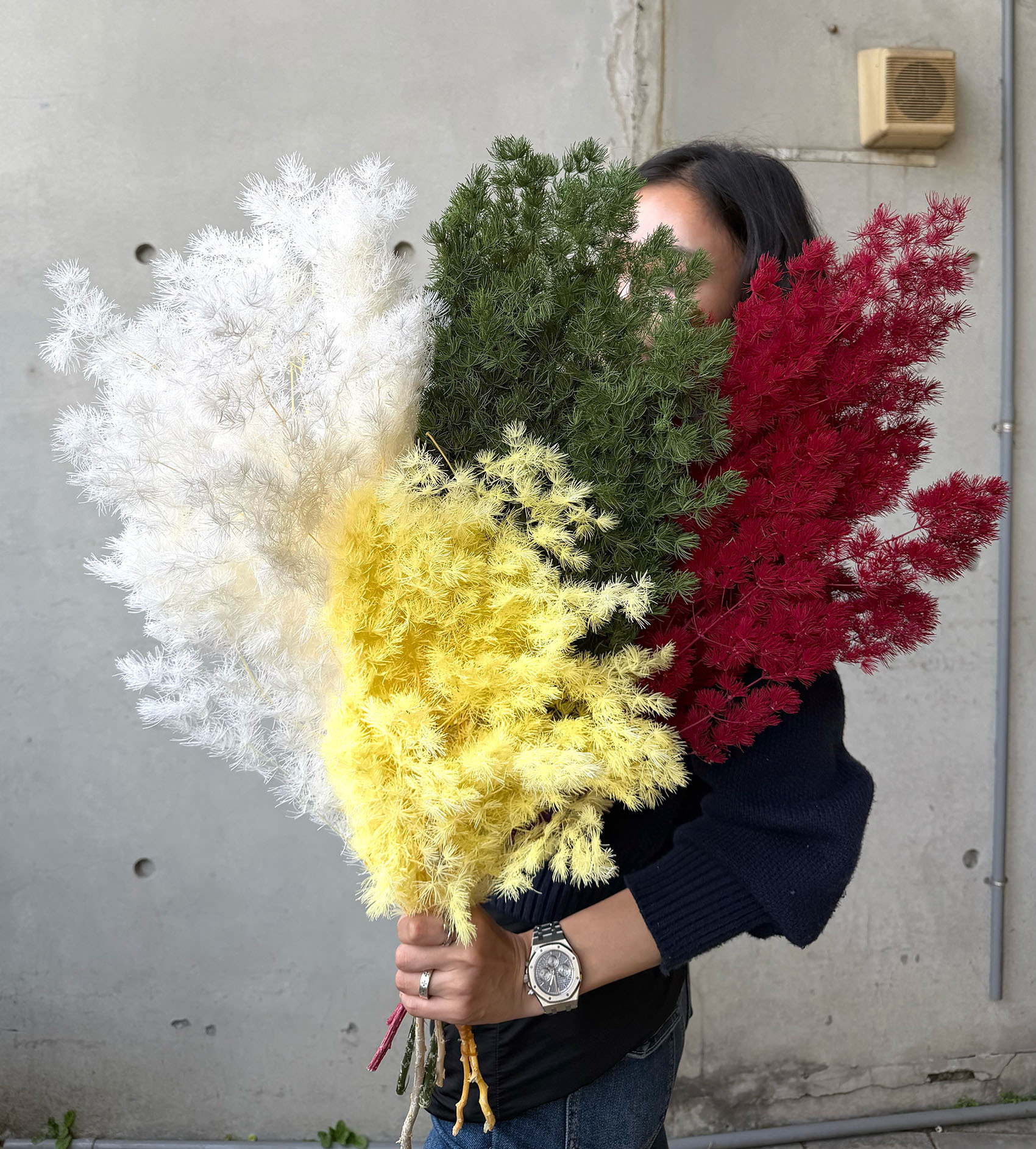 不凋蓬萊松（多色）