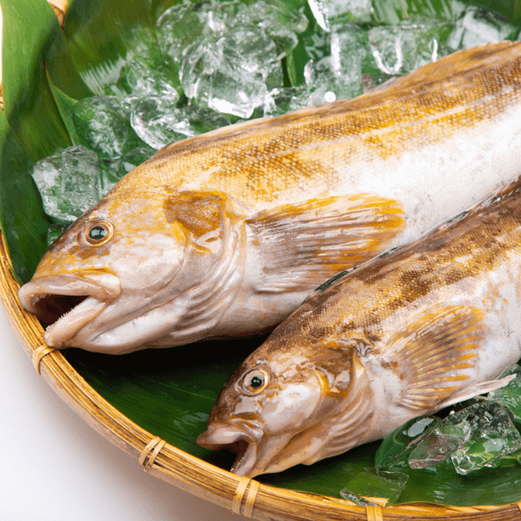 愛魚女（鮎並）