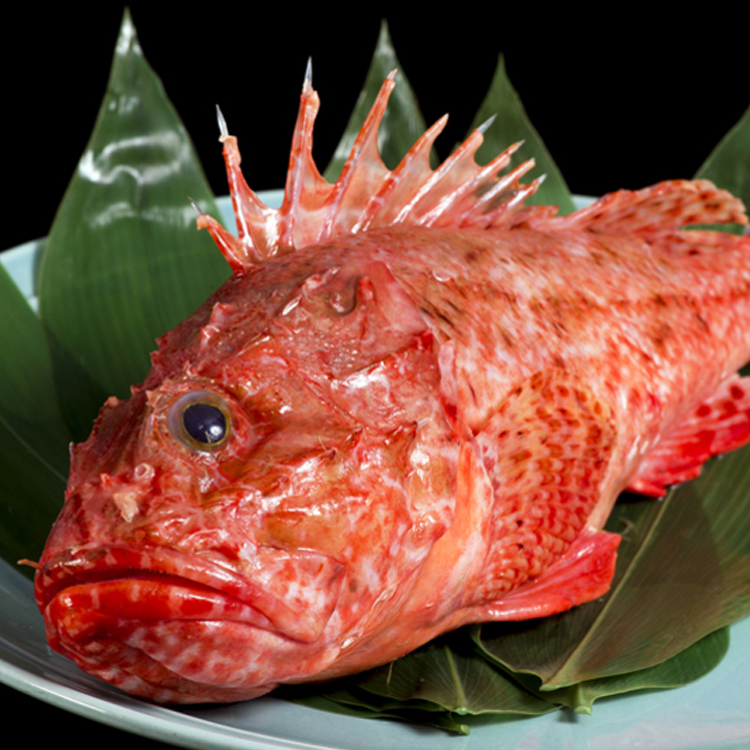 鬼笠子