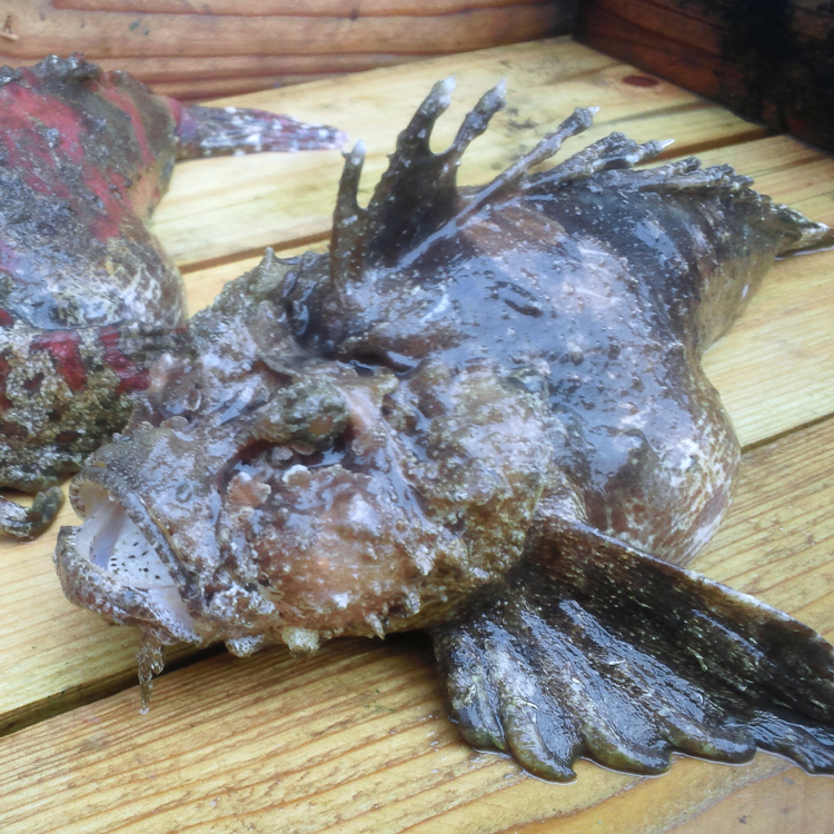 鬼虎魚