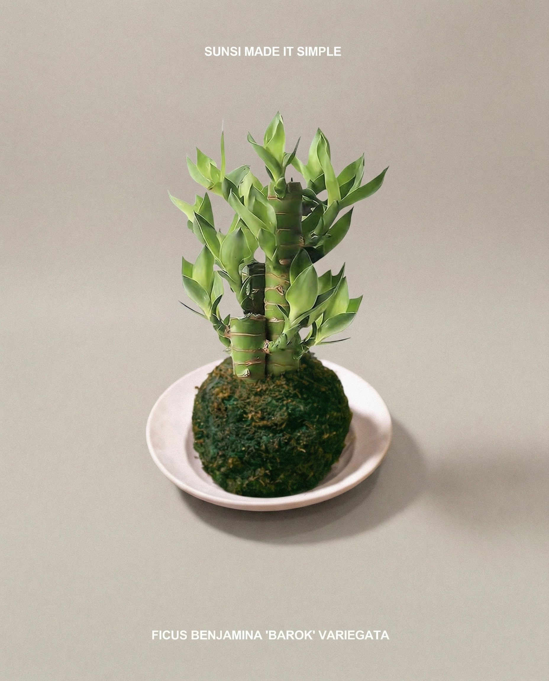 富貴竹苔玉 Dracaena sanderiana