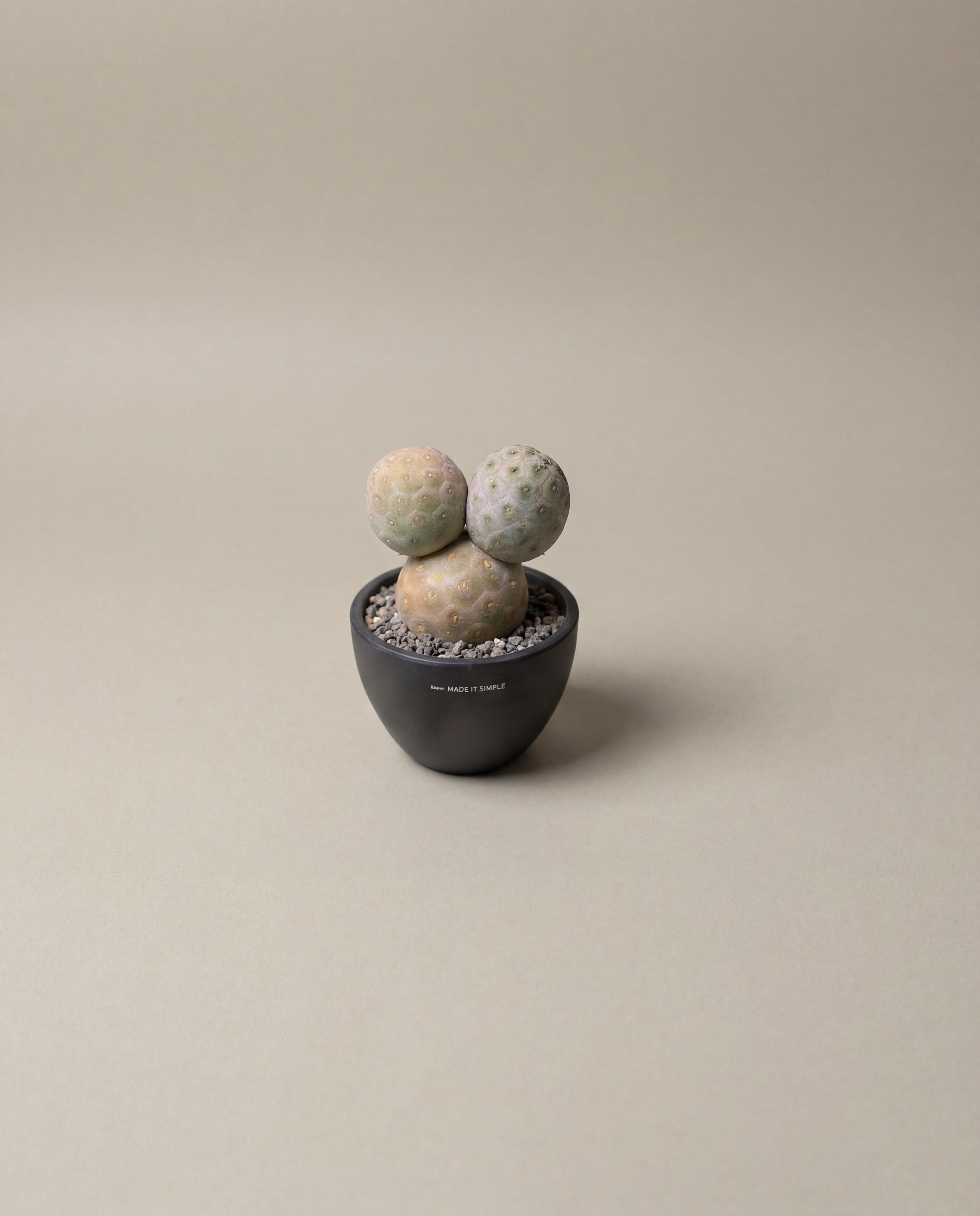 米奇習志野 — Tephrocactus geometricus