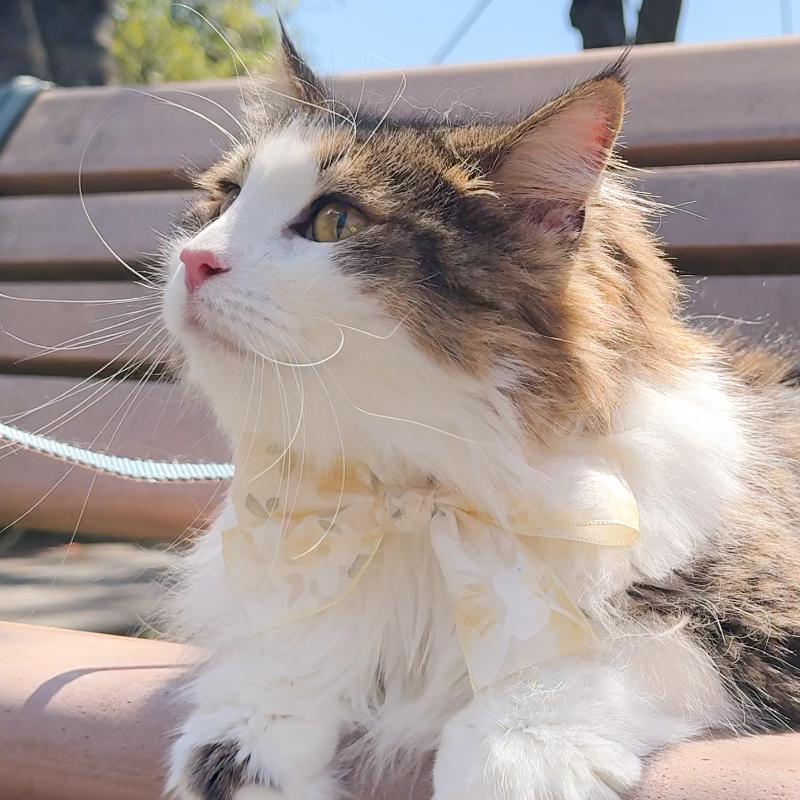 【Flora de Soie】絲花織夢・法式歐根紗珍珠飾領