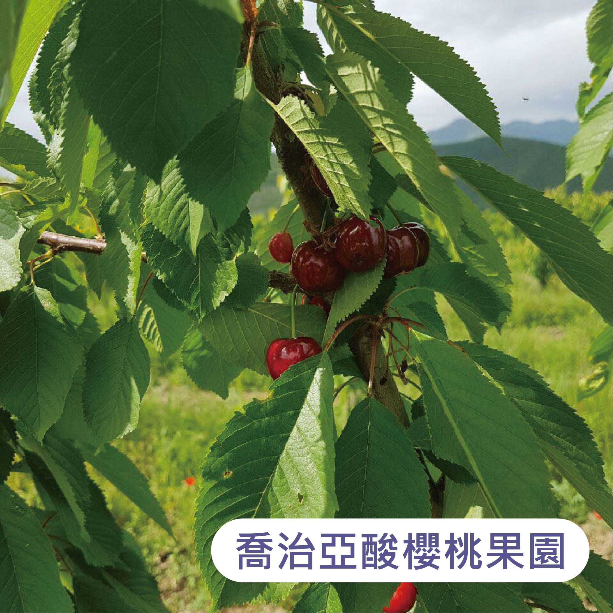 酸櫻桃果園