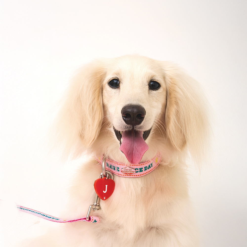 doggu 法式寶貝寵物項圈牽繩組