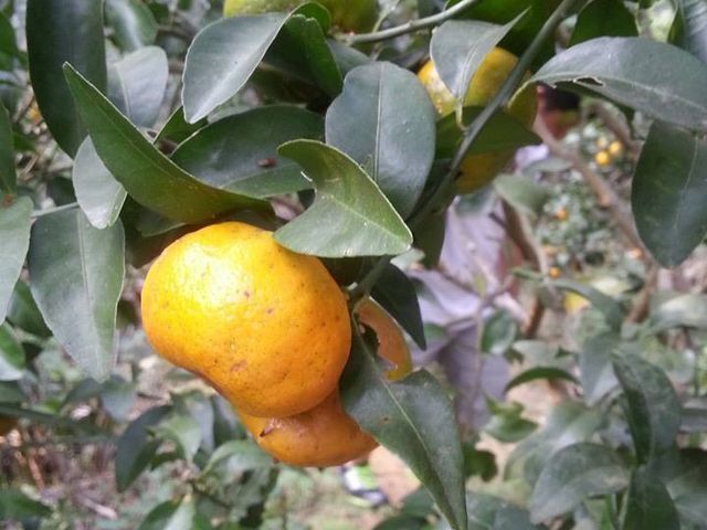 阿金姐｜香桔汁｜230g