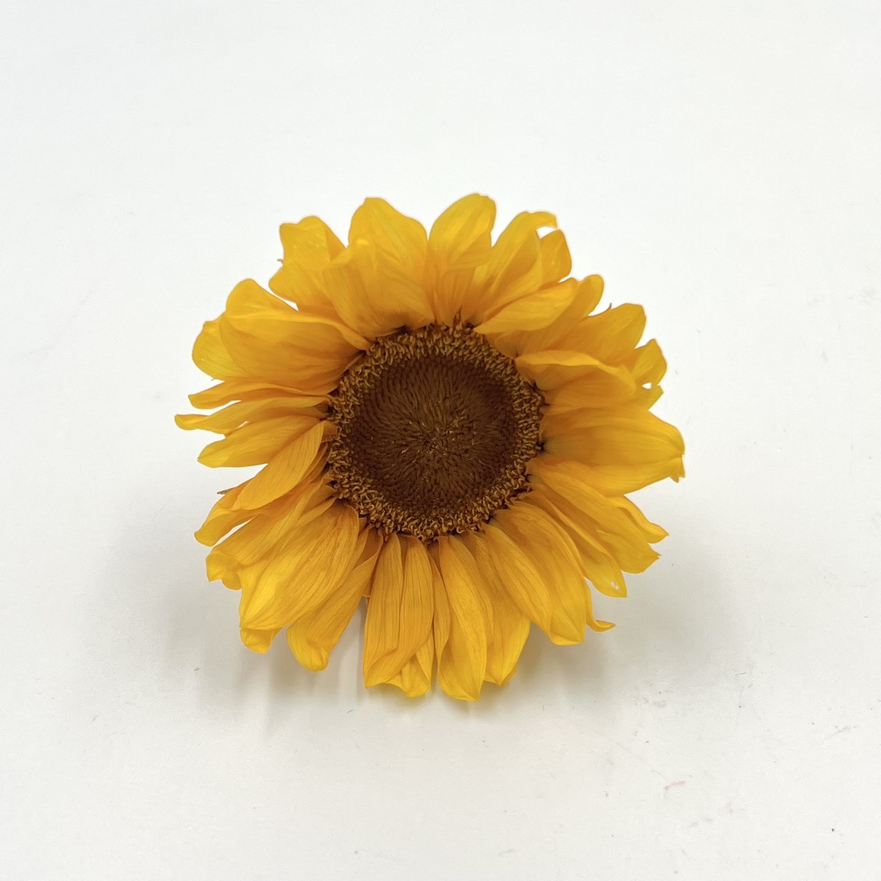 不凋向日葵(3入)