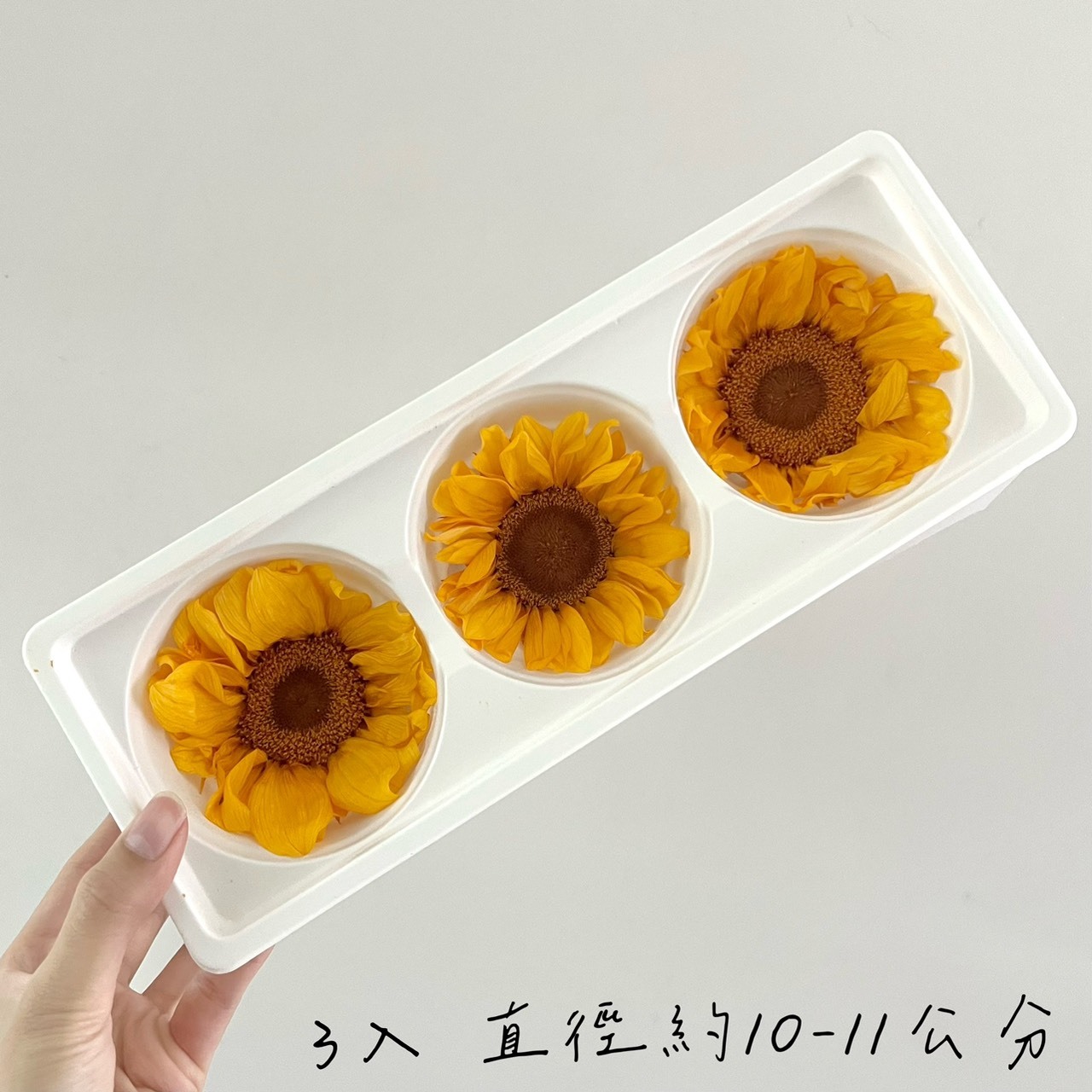 不凋向日葵(3入)