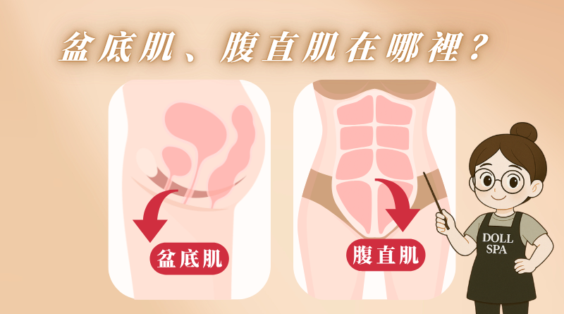盆底肌、腹直肌位置在哪裡？他們最大的差異在於位置和功能。