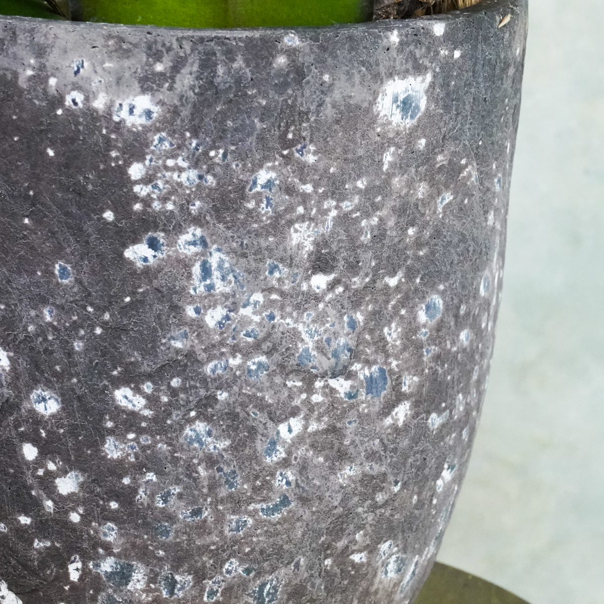 蘭花-奶油黃02,蘭花推薦,蝴蝶蘭花,蘭花開幕盆栽送禮推薦,台北蘭花推薦2,蘭花盆器推薦4