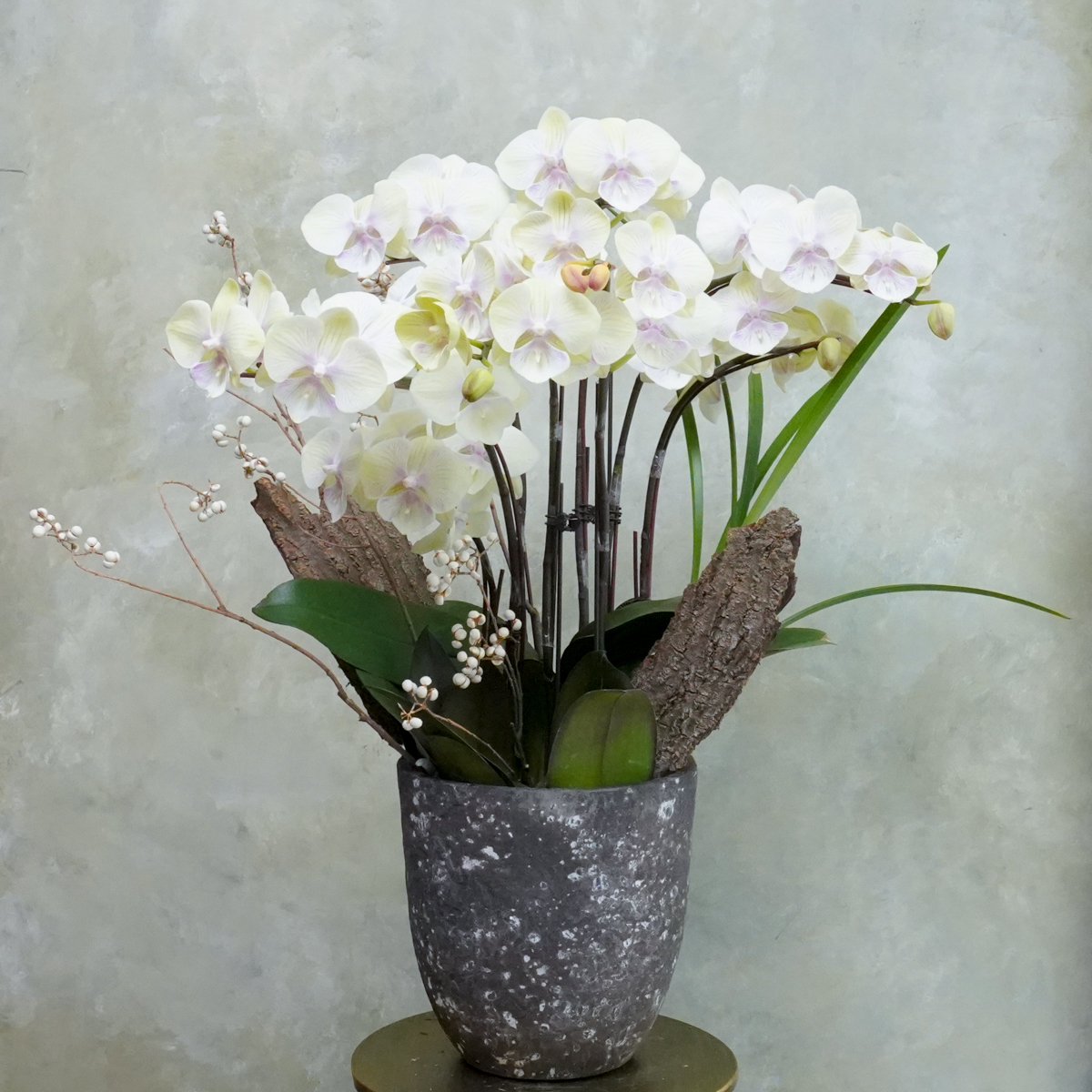 蘭花-奶油黃02,蘭花推薦,蝴蝶蘭花,蘭花開幕盆栽送禮推薦,台北蘭花推薦2,蘭花盆器推薦2