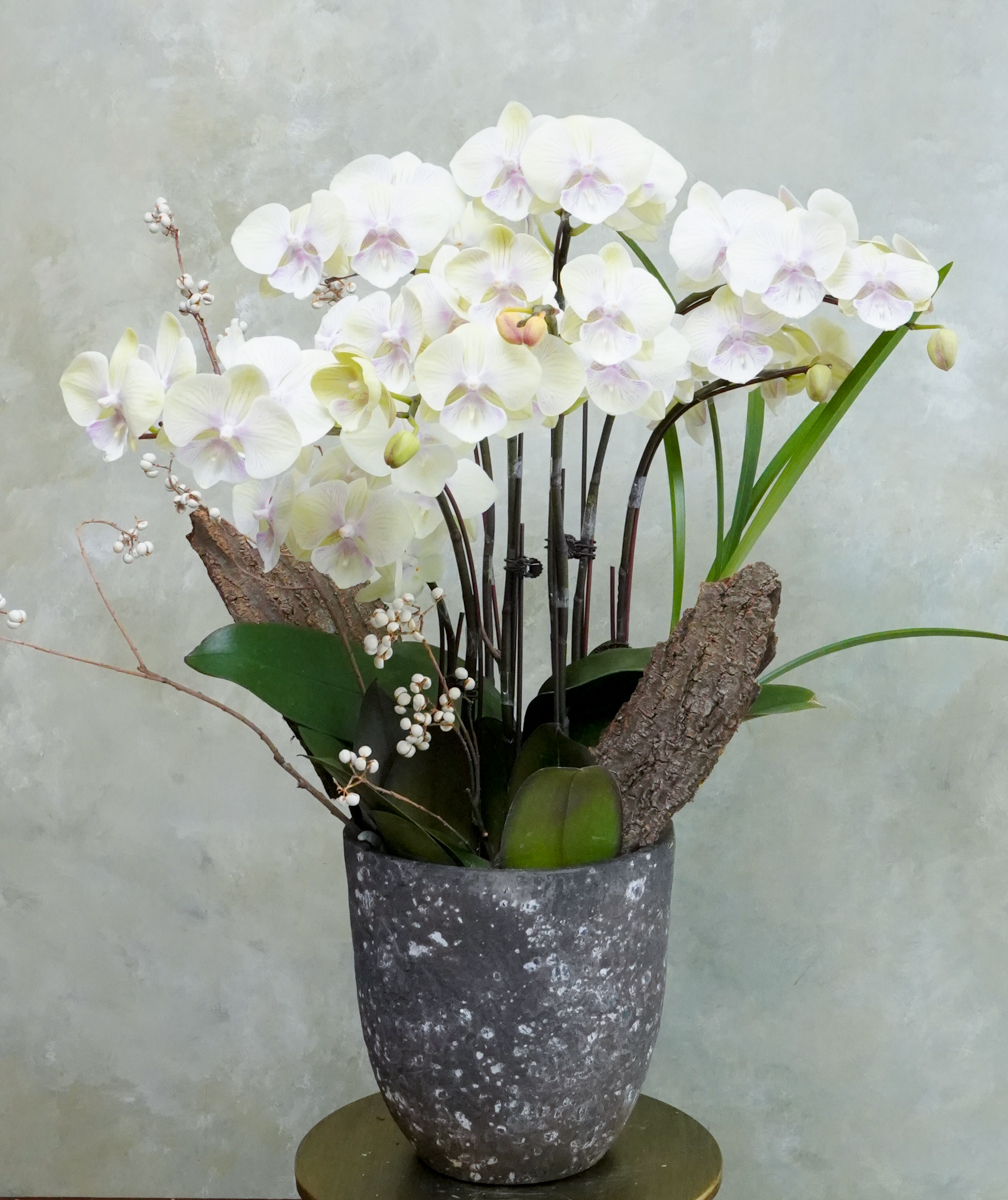 蘭花-奶油黃02,蘭花推薦,蝴蝶蘭花,蘭花開幕盆栽送禮推薦,台北蘭花推薦2,蘭花盆器推薦3