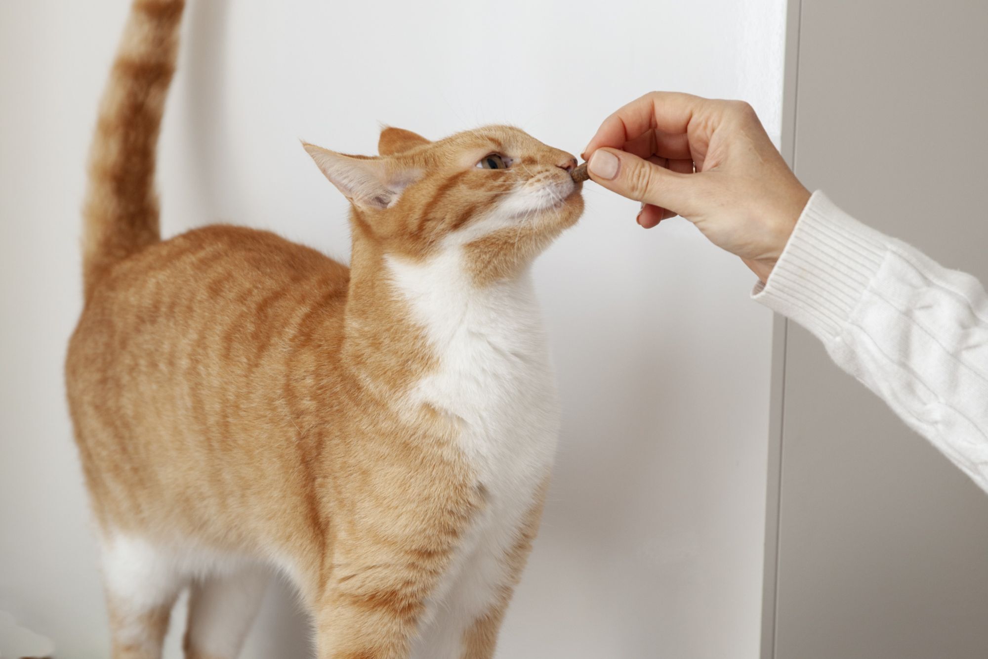 零食是與貓咪建立互動的重要媒介之一