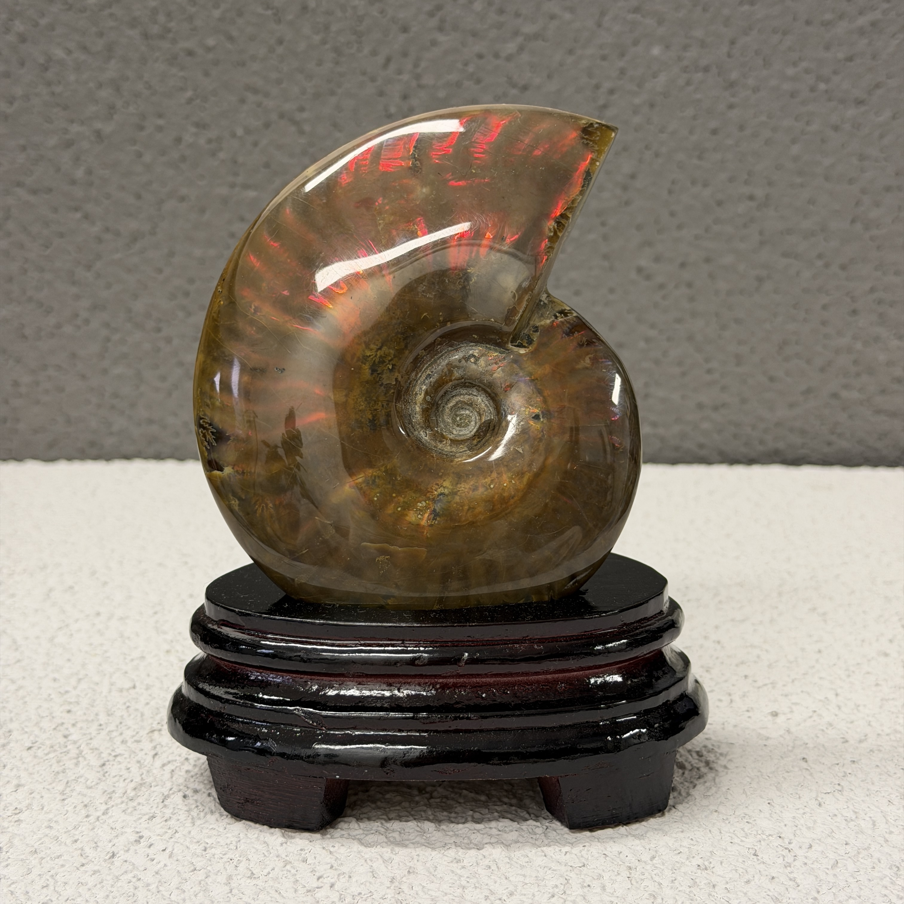 斑彩螺化石 AN1653