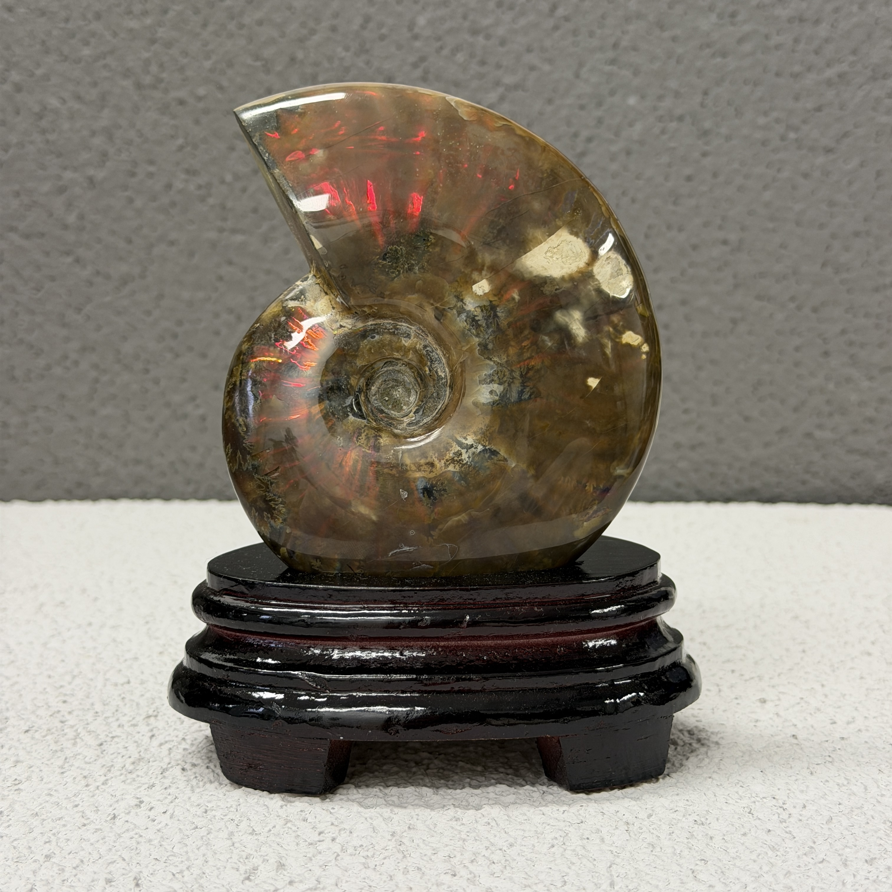 斑彩螺化石 AN1653