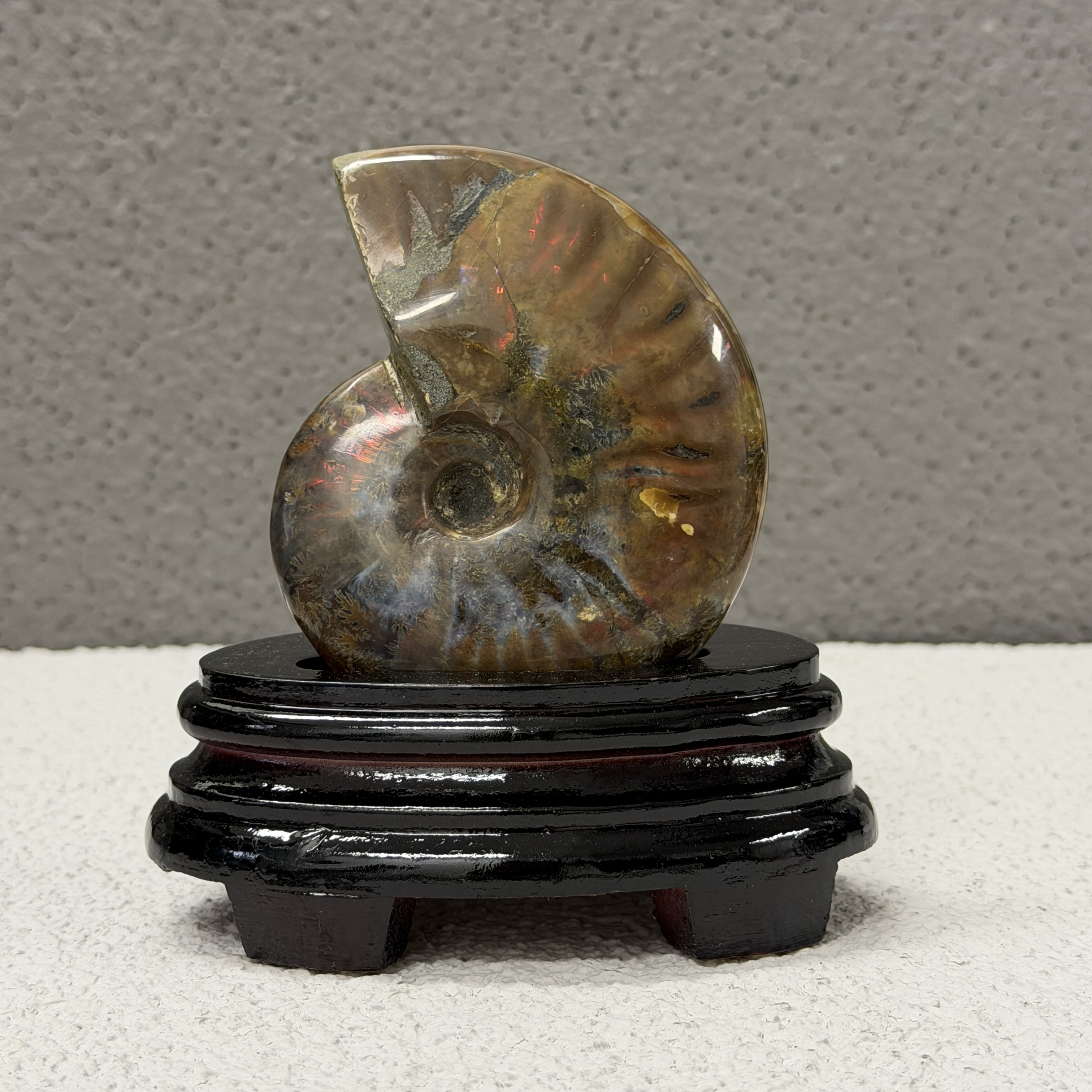 斑彩螺化石 AN1654