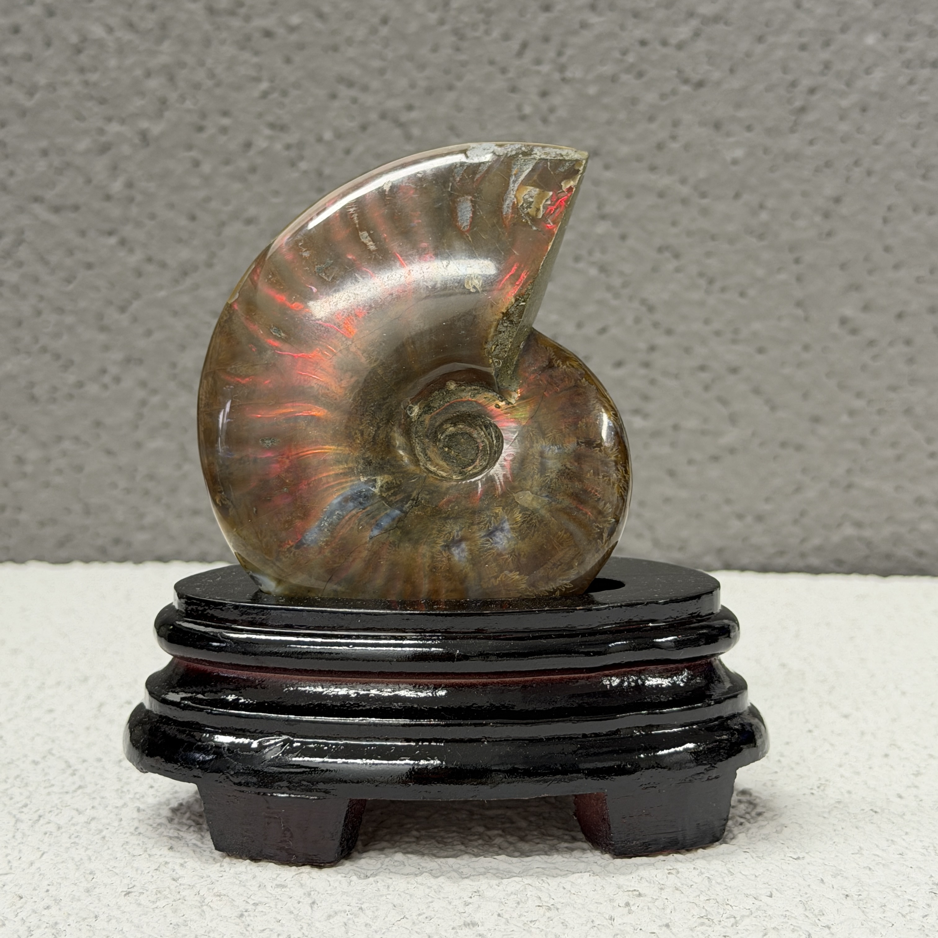 斑彩螺化石 AN1654