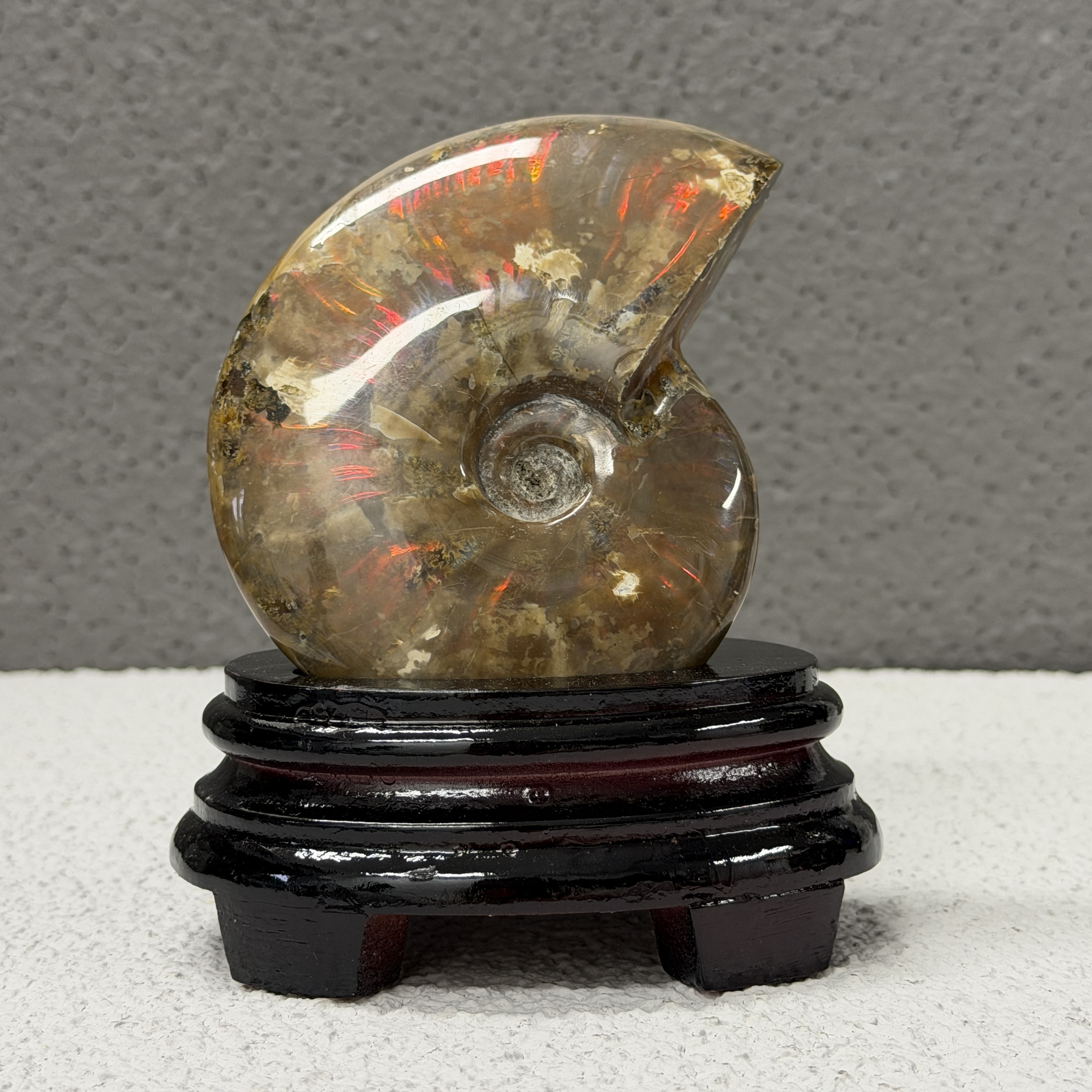 斑彩螺化石 AN1655