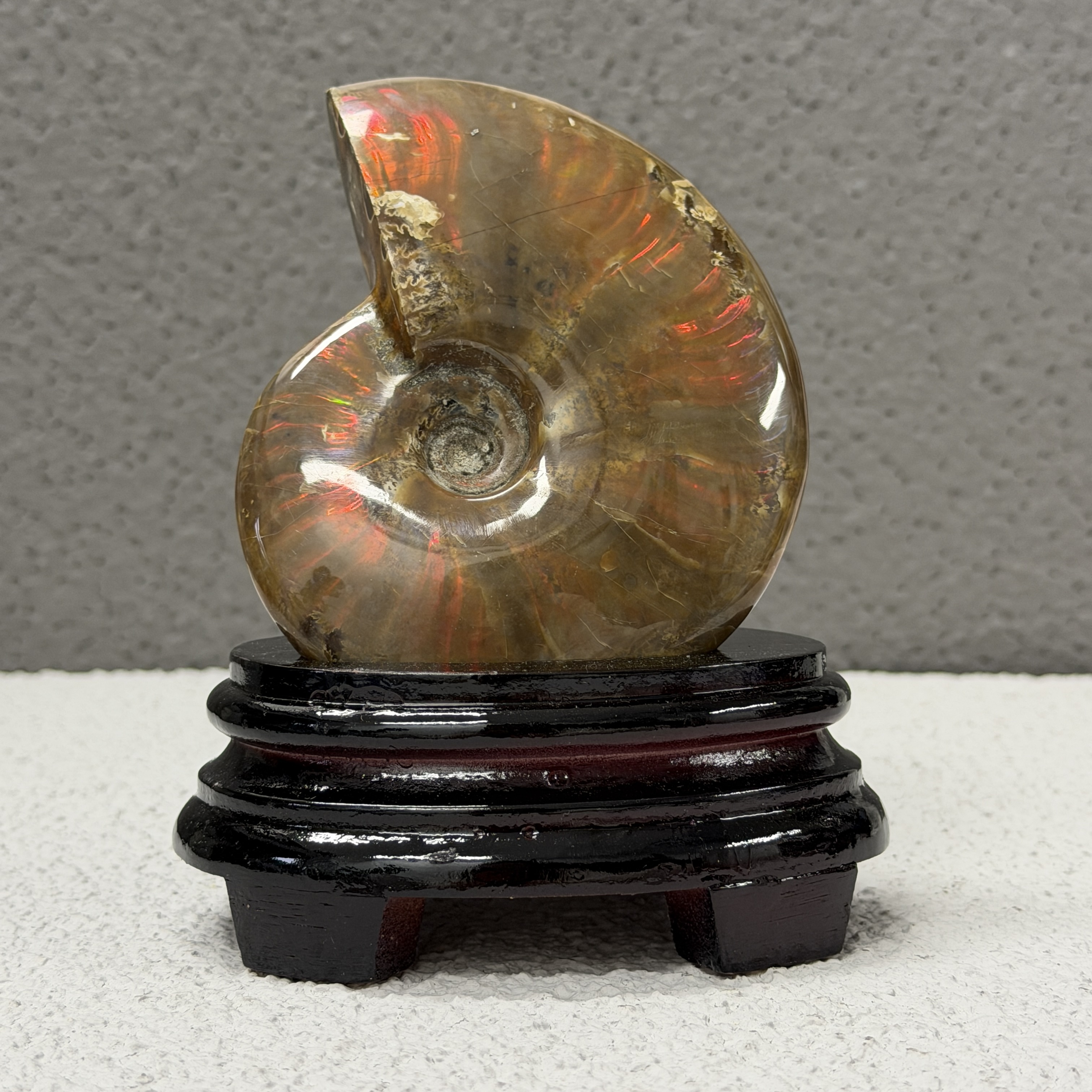 斑彩螺化石 AN1655