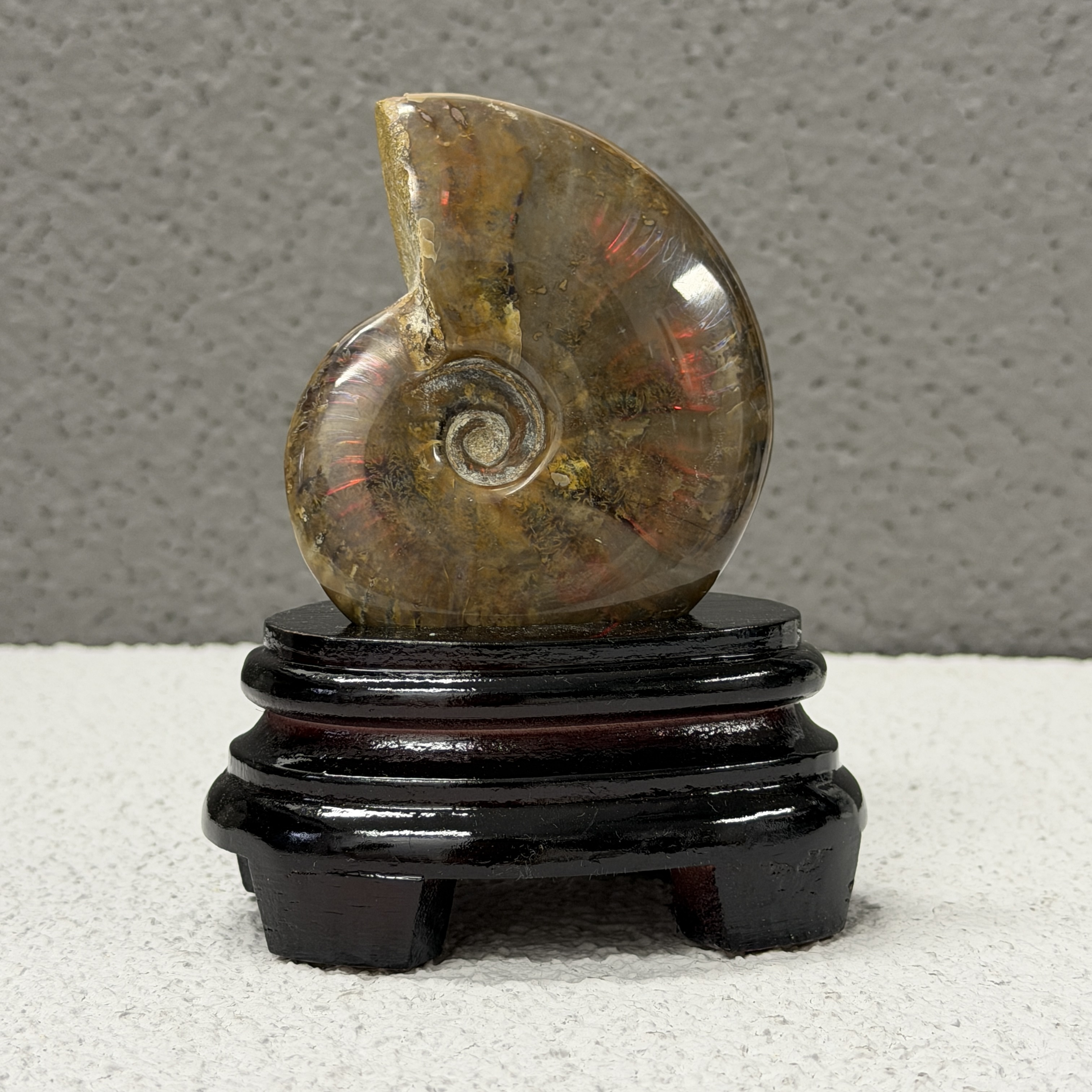 斑彩螺化石 AN1656