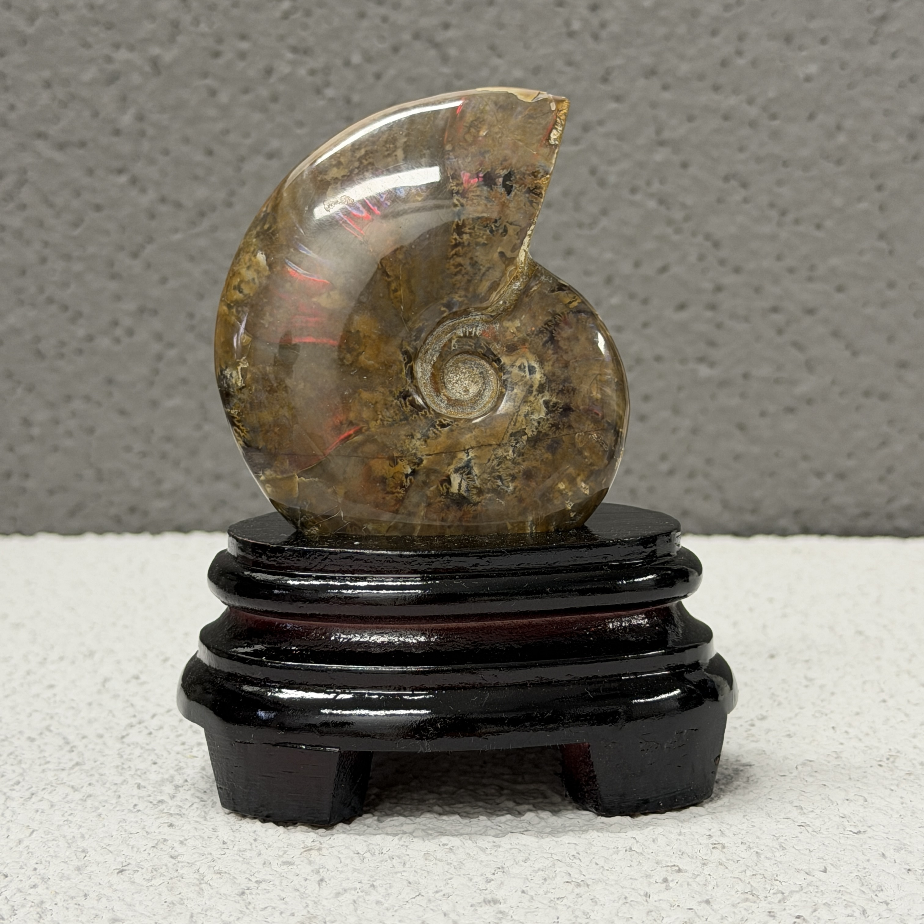 斑彩螺化石 AN1656