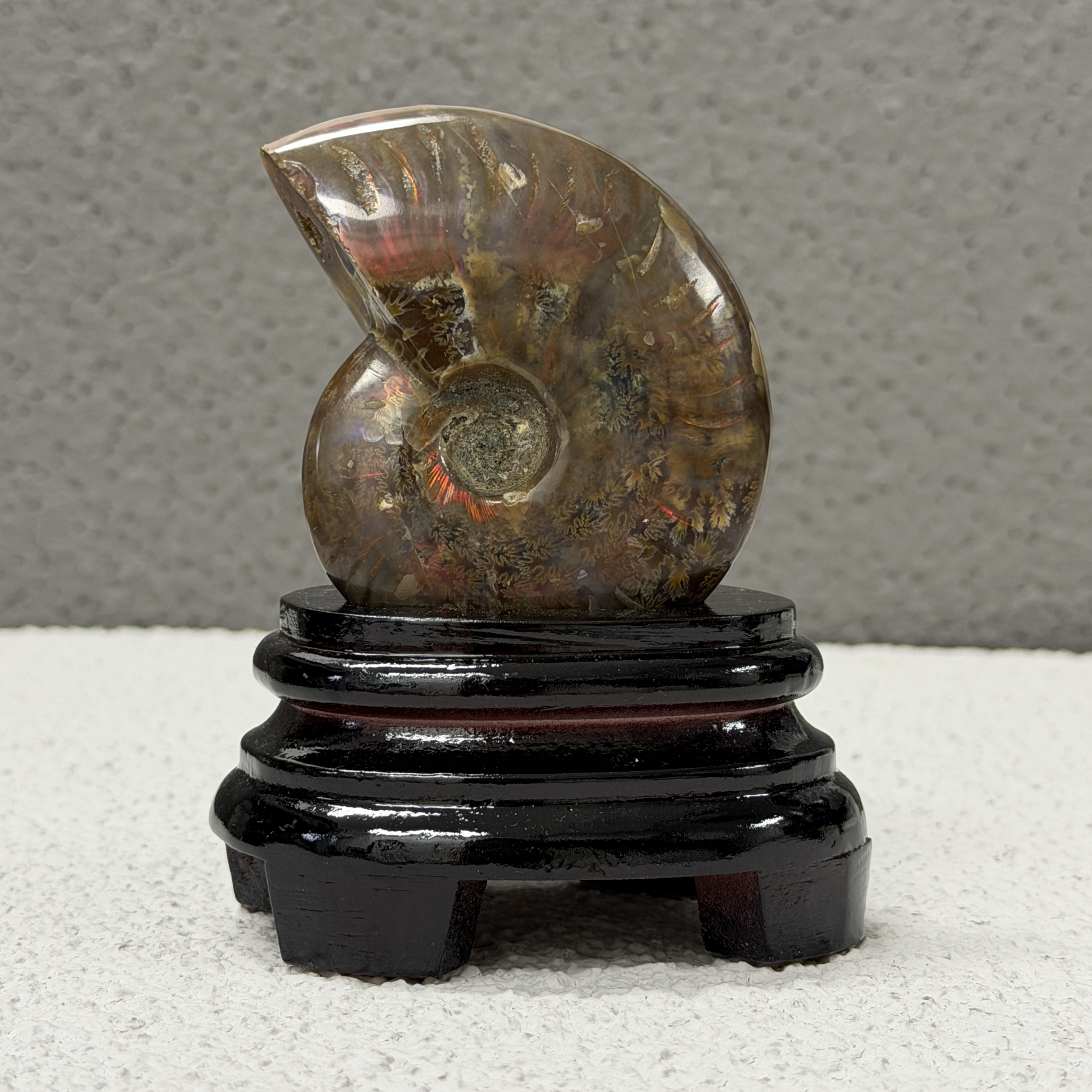 斑彩螺化石 AN1657