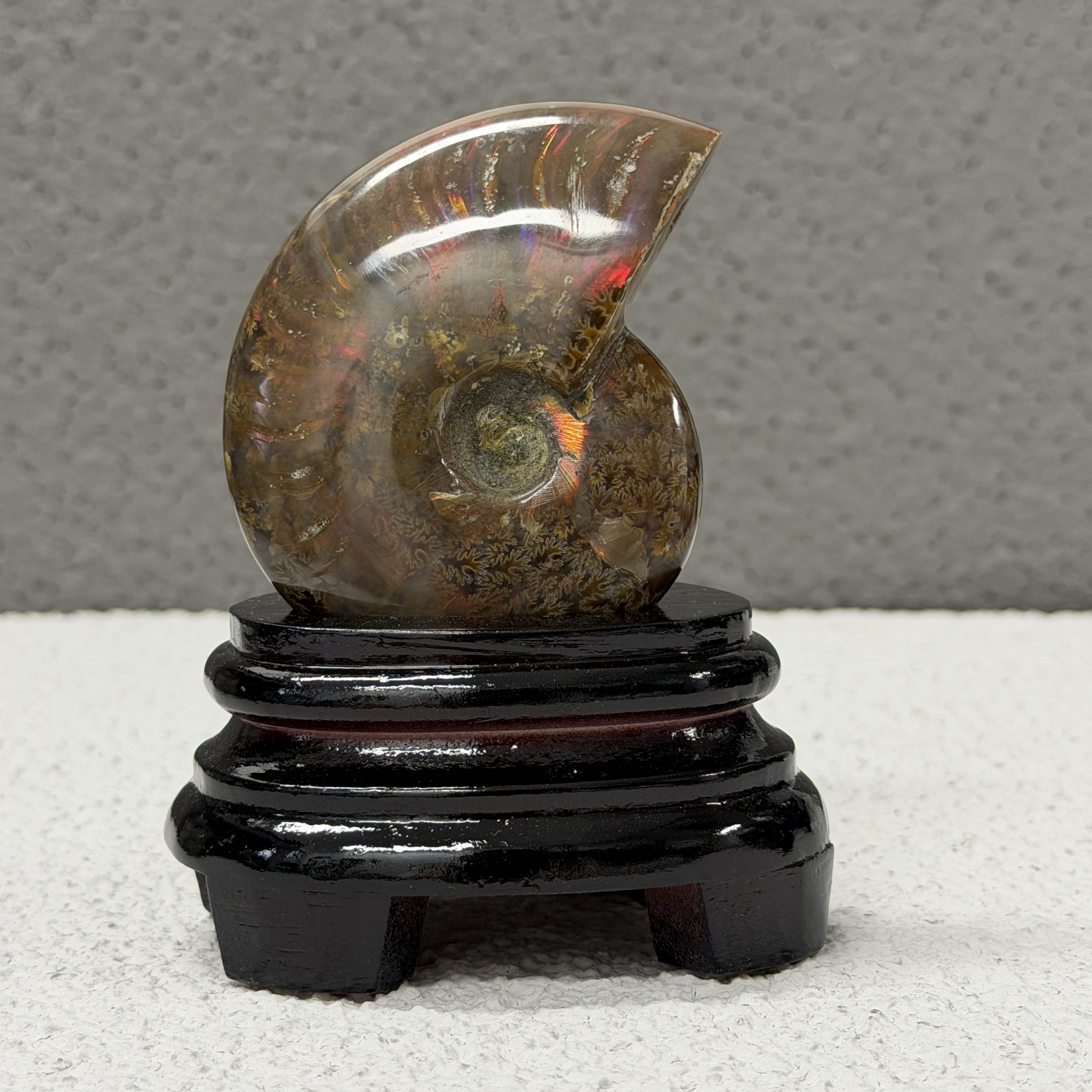 斑彩螺化石 AN1657