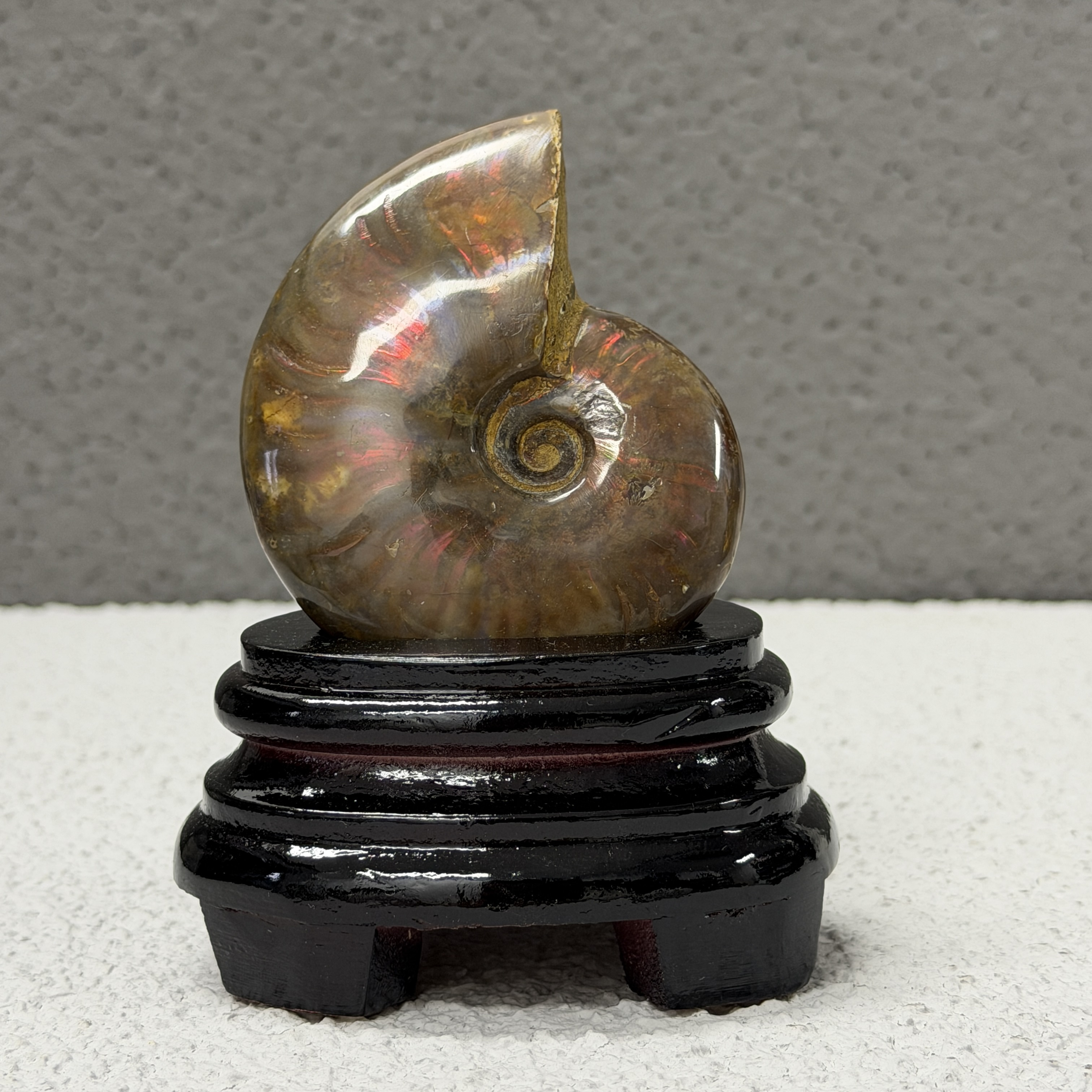 斑彩螺化石 AN1658