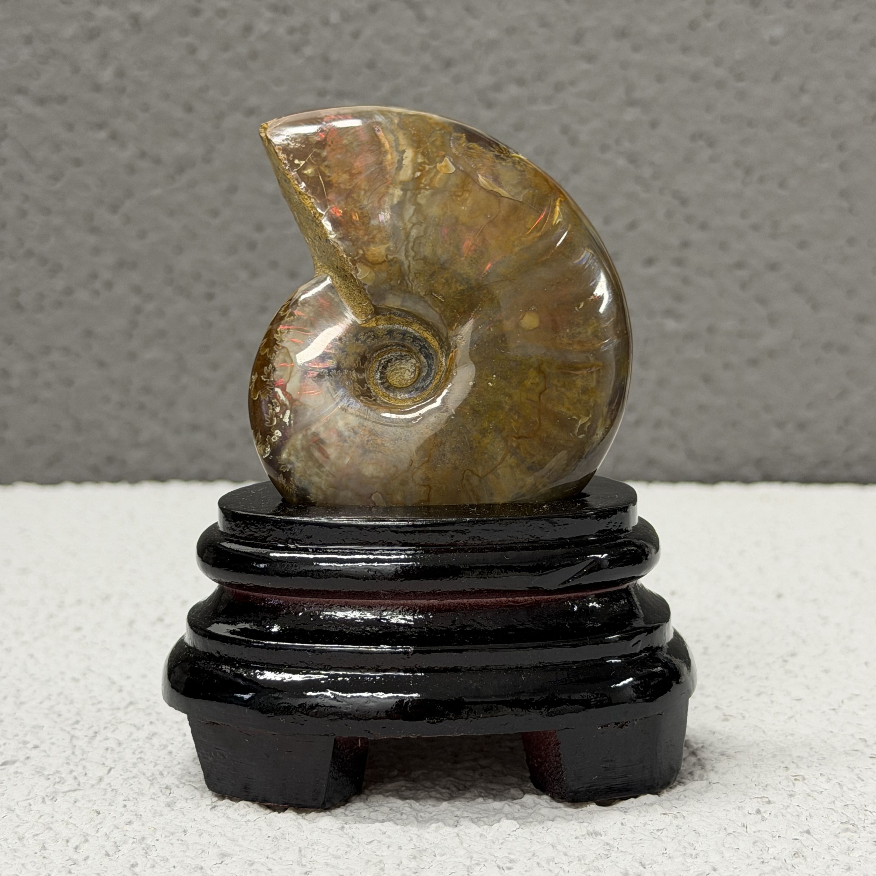 斑彩螺化石 AN1658