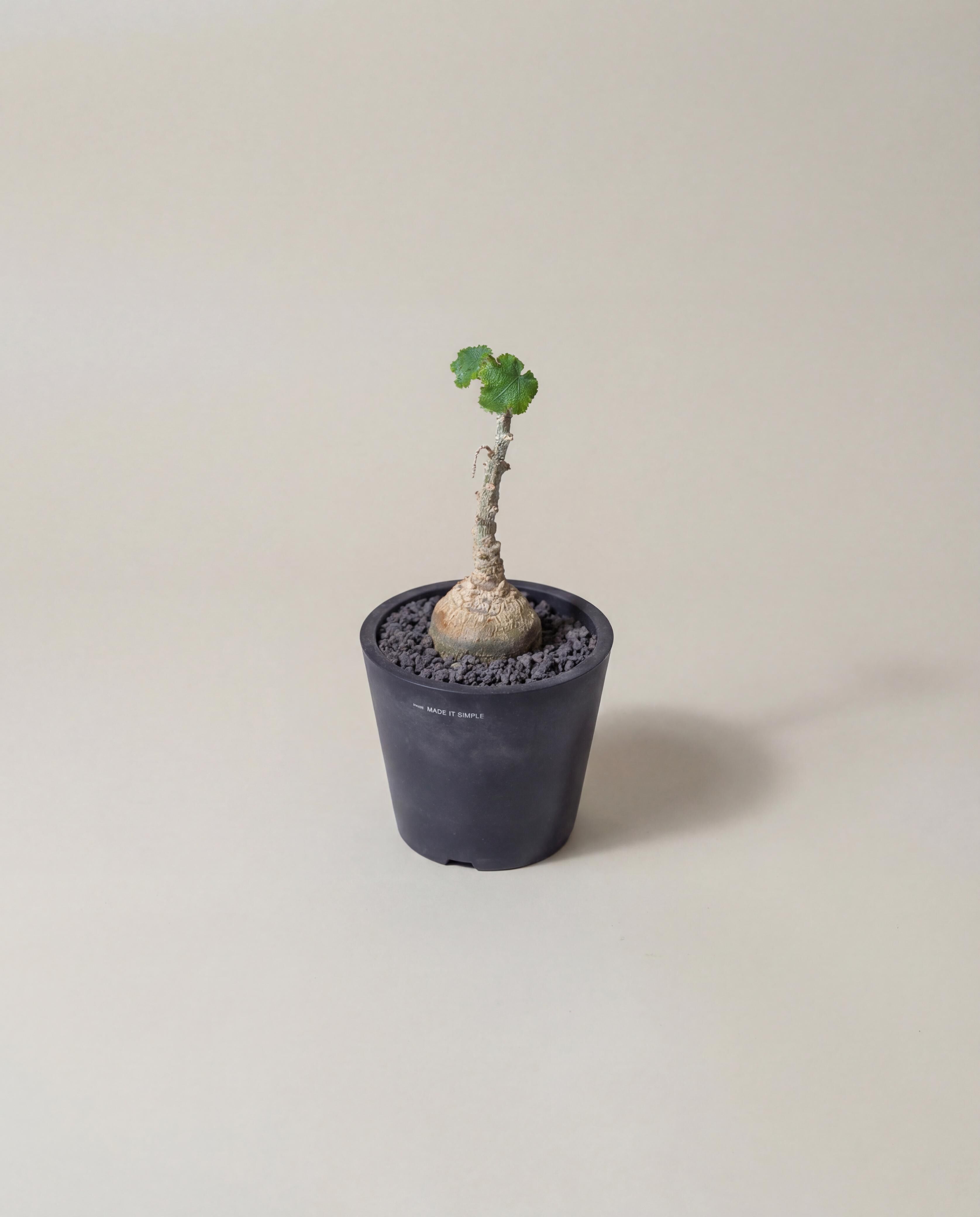 索馬里黃瓜樹 — Dendrosicyos socotranus