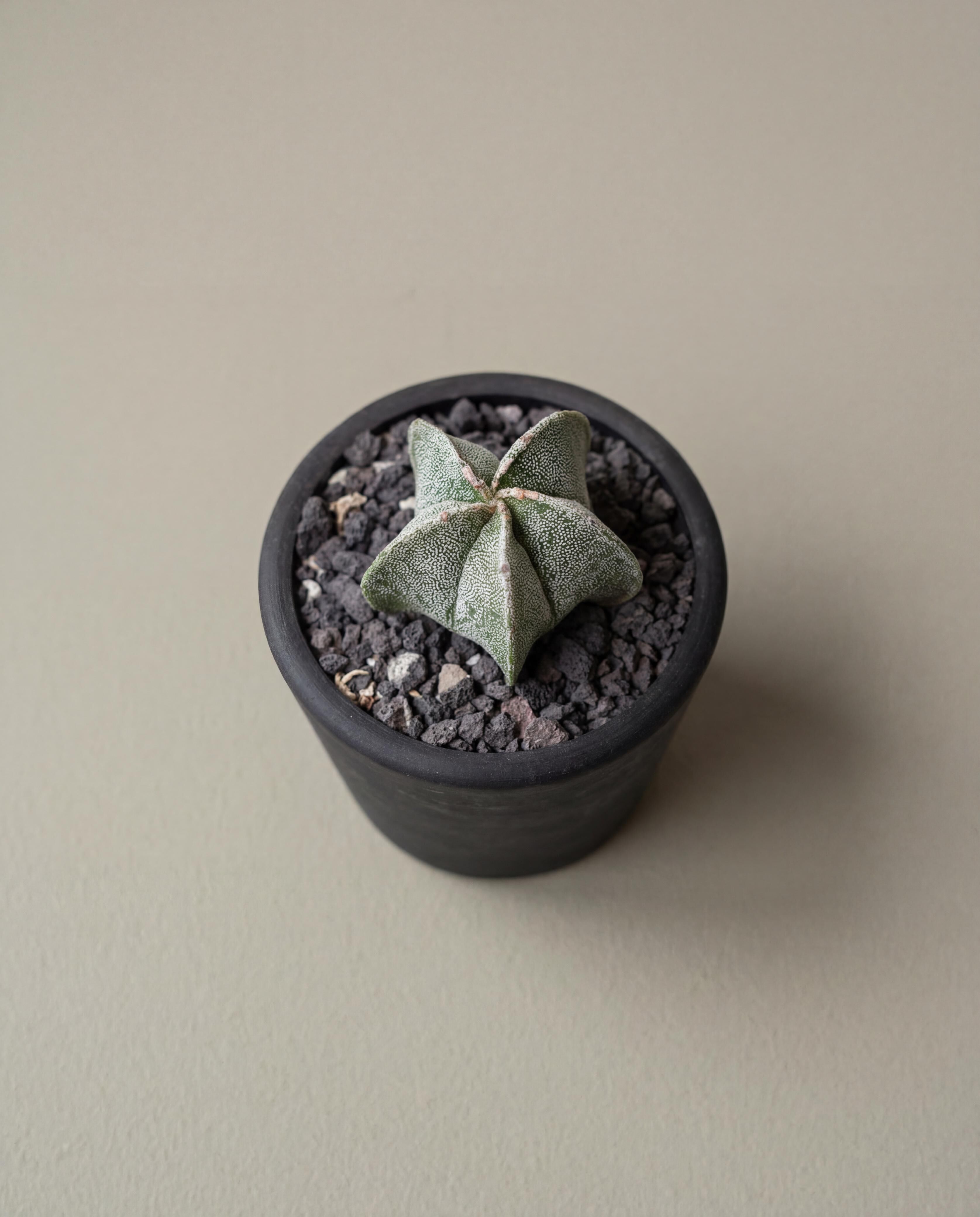 鸞鳳玉 — Astrophytum myriostigma
