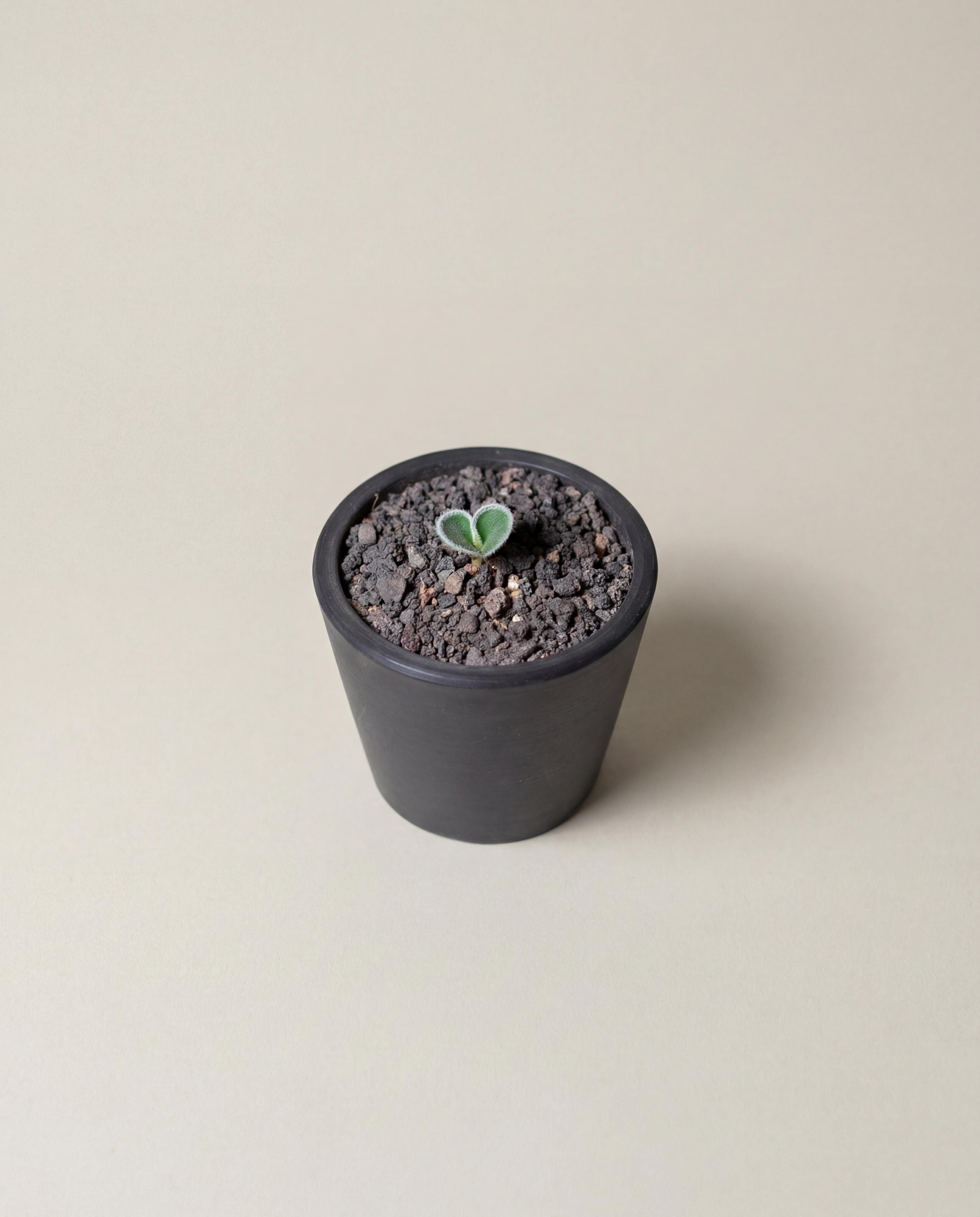 毛愛心霧冰玉 — Eriospermum lanimarginatum