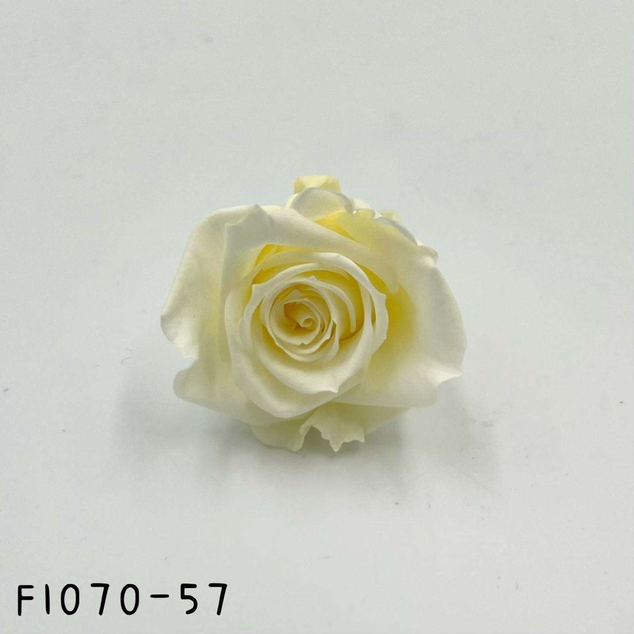 日本不凋中輪玫瑰(8朵) FL070-57