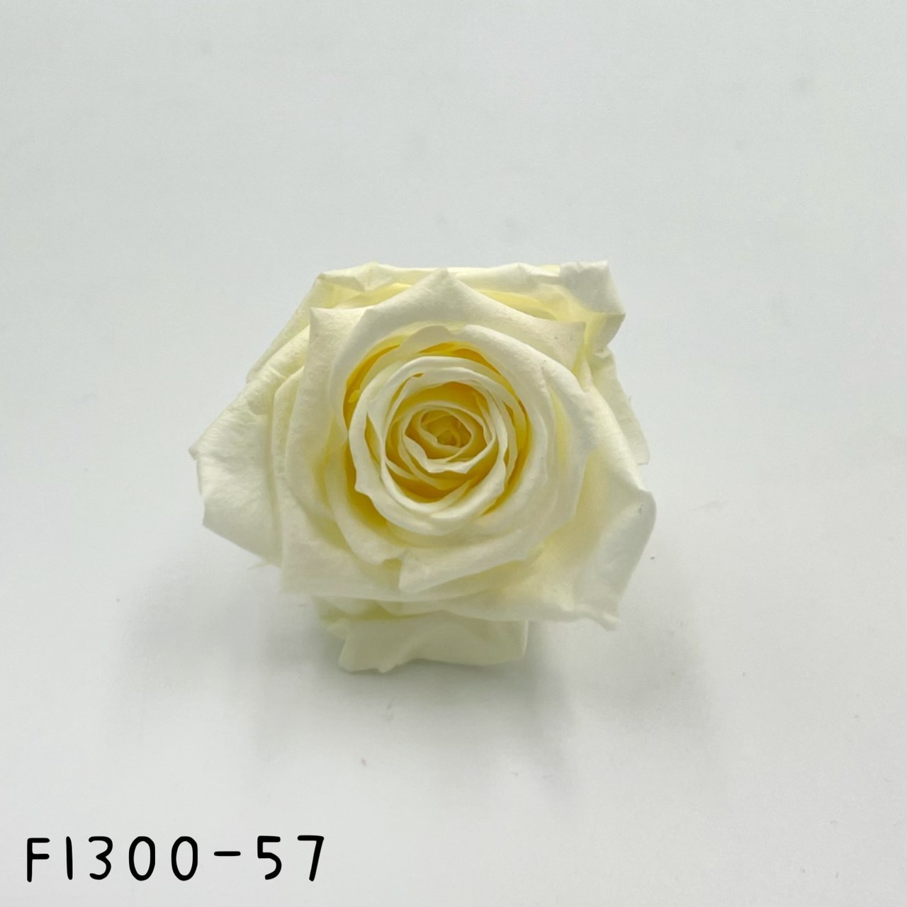 日本不凋中輪玫瑰花 (8朵)FL0300-57