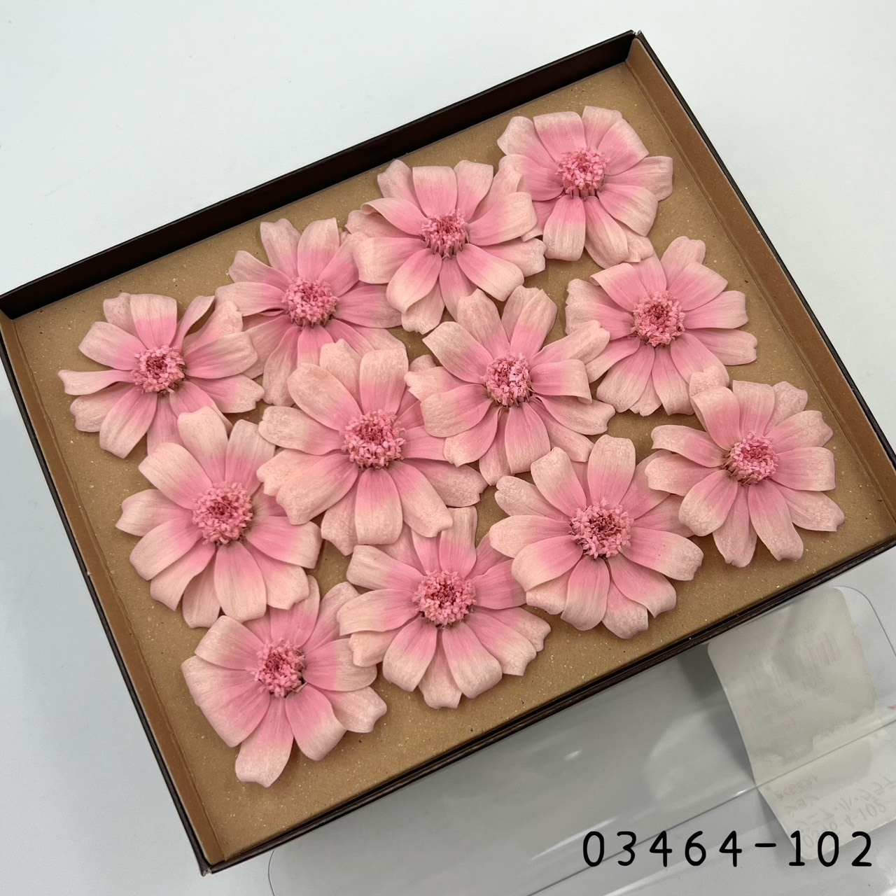 日本不凋漸層百日草(12朵) 03464-102