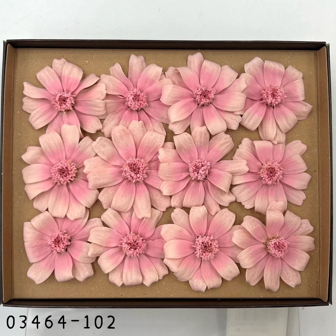 日本不凋漸層百日草(12朵) 03464-102