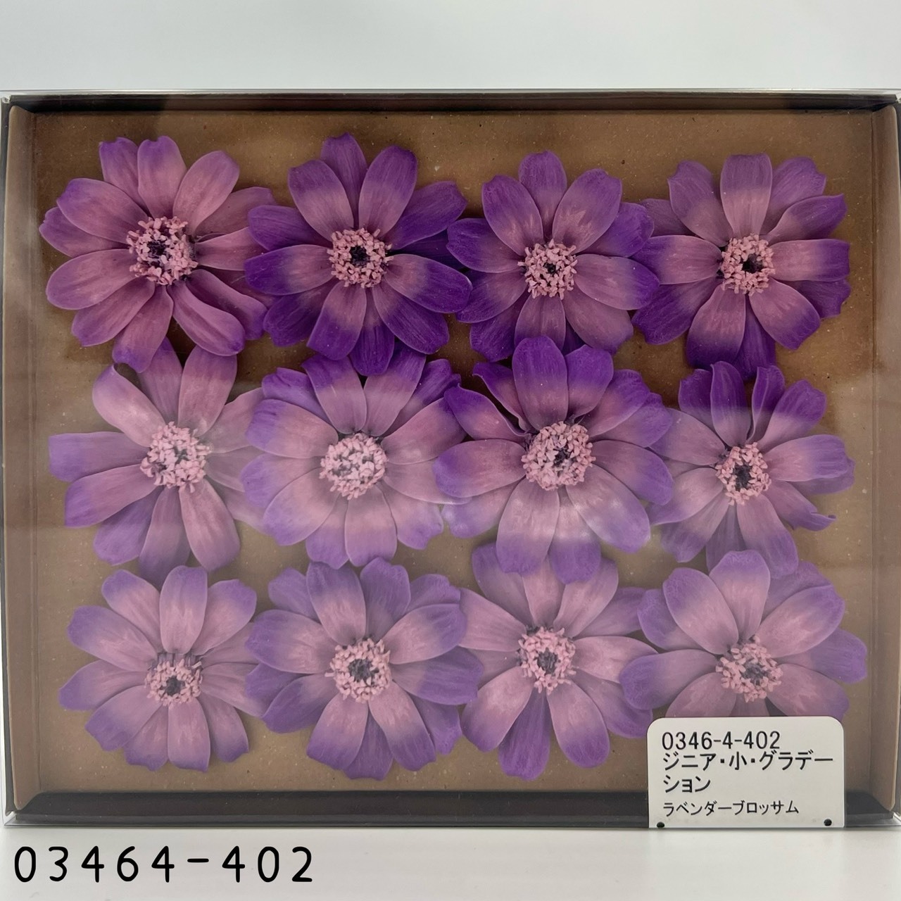 日本不凋漸層百日草(12朵) 03464-402