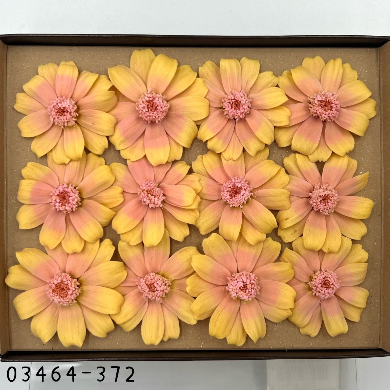 日本不凋漸層百日草(12朵) 03464-372