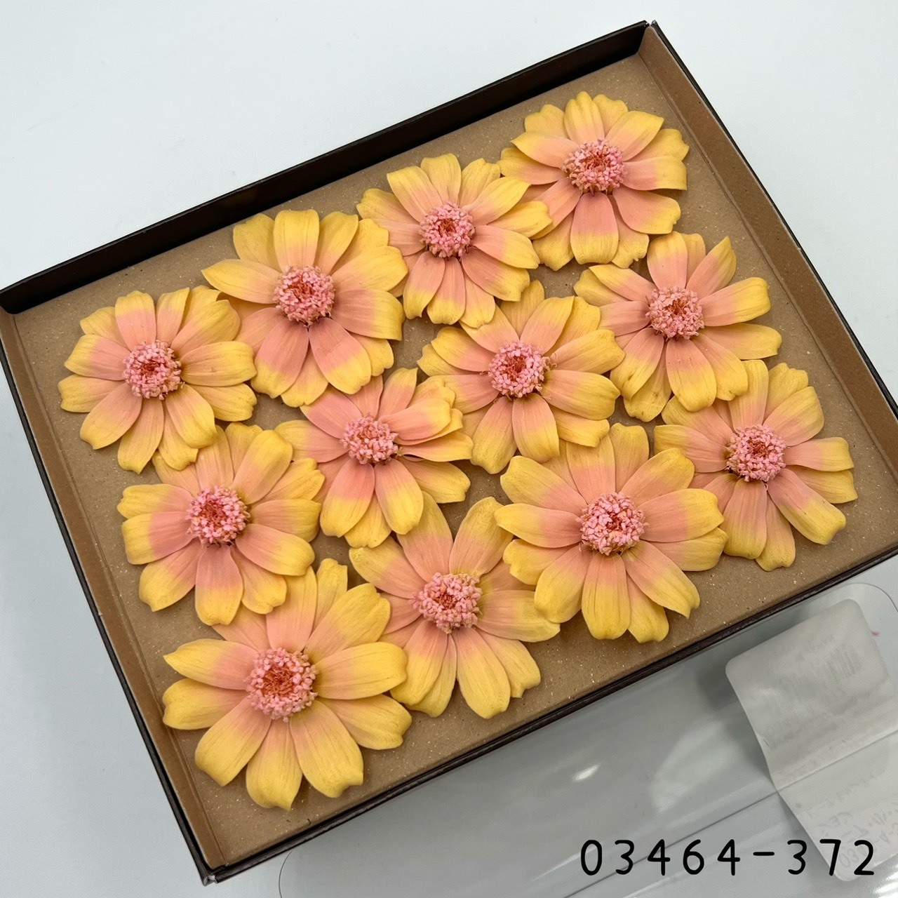 日本不凋漸層百日草(12朵) 03464-372