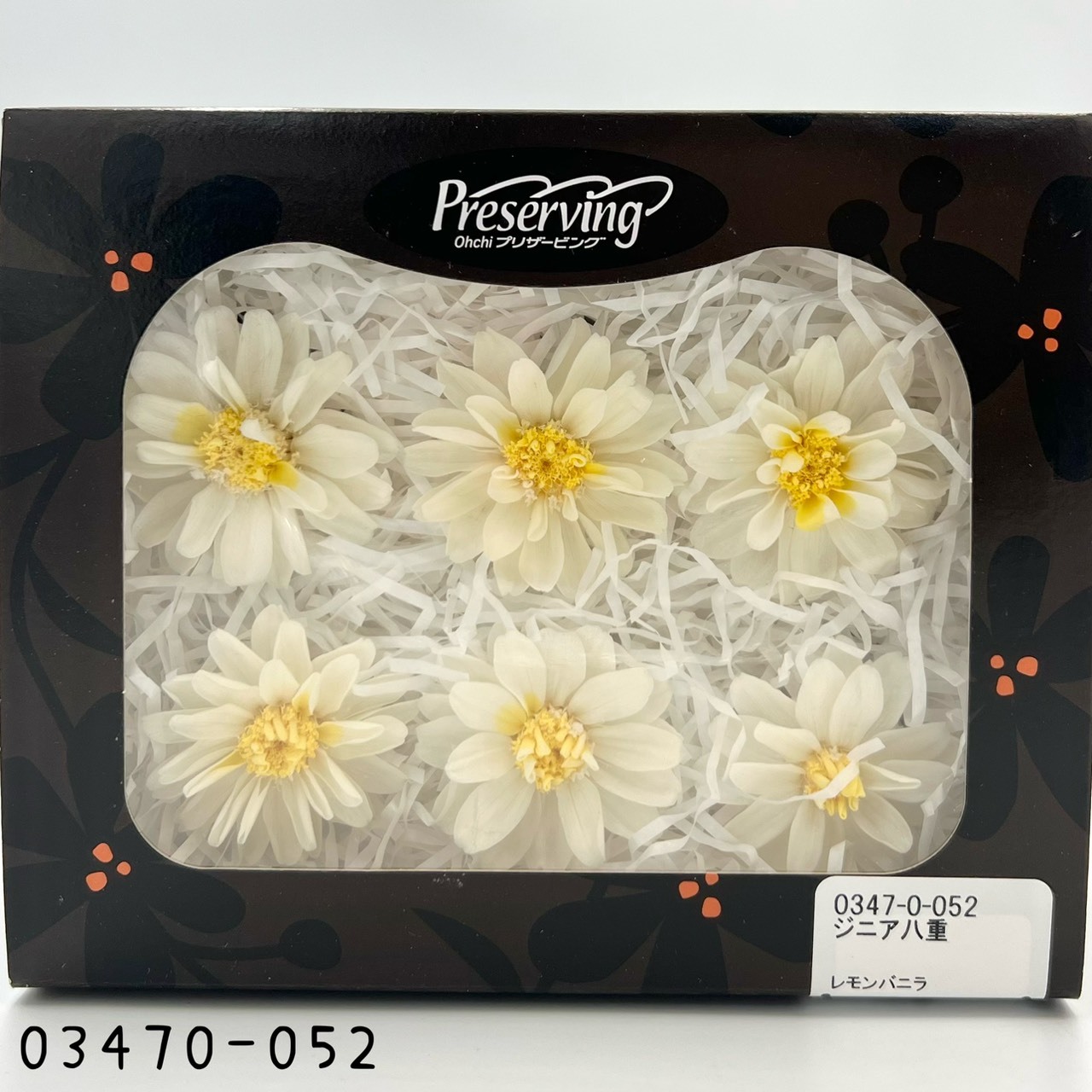 日本不凋重瓣百日草(6朵) 03470-052