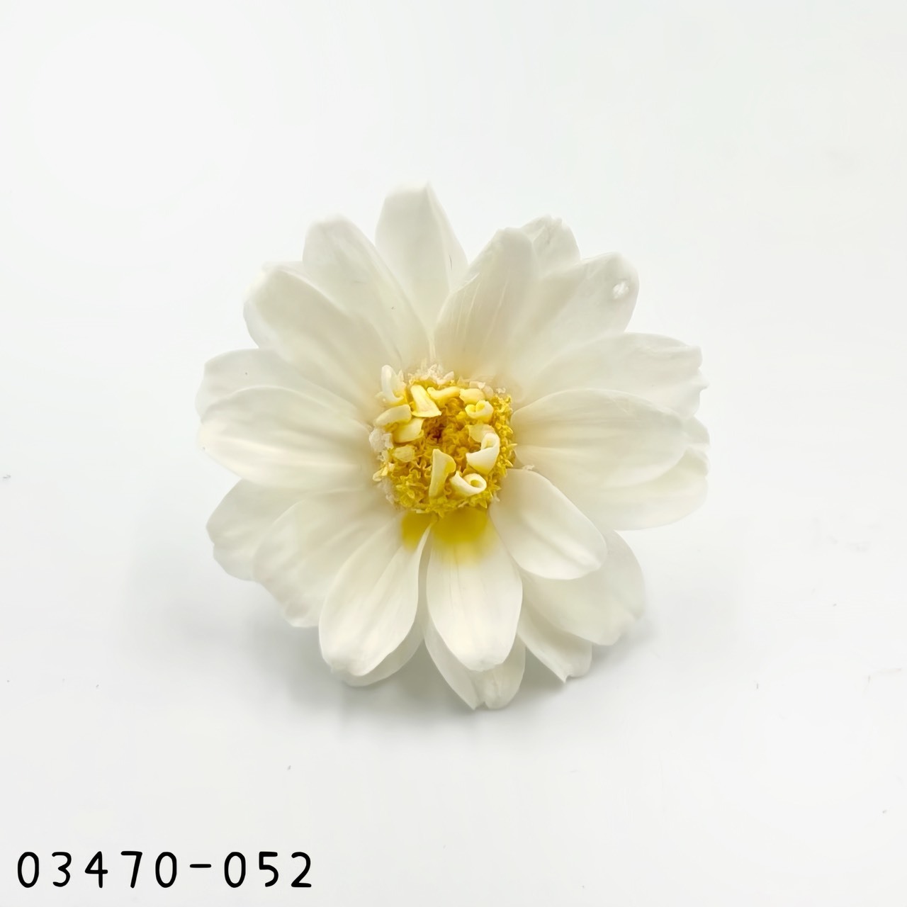 日本不凋重瓣百日草(6朵) 03470-052