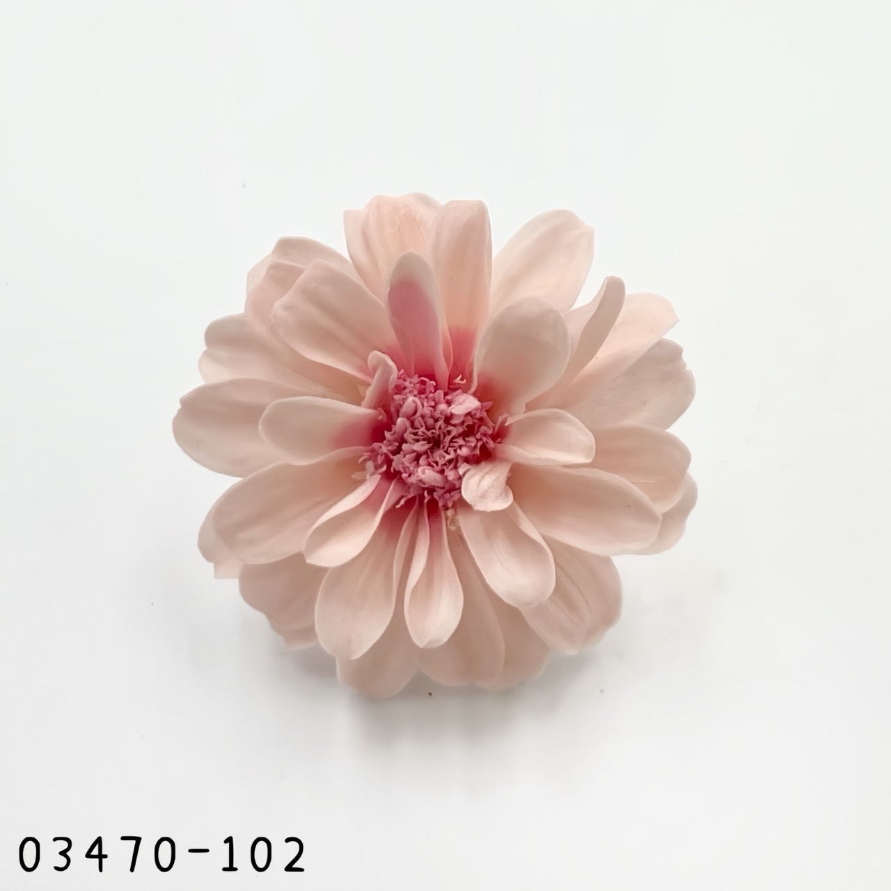 日本不凋重瓣百日草(6朵) 03470-102