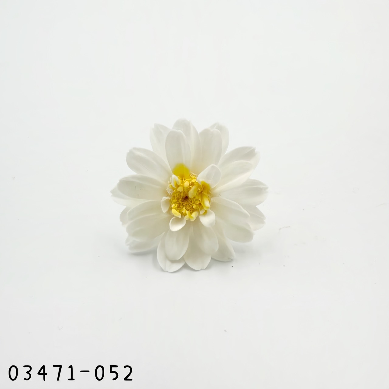 日本不凋重瓣百日草(12朵) 03471-052