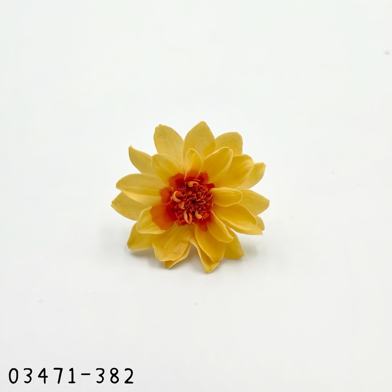 日本不凋重瓣百日草(12朵) 03471-382