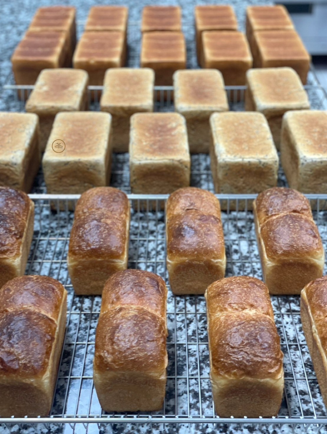 【 旭夆： 吐司8–龐多米。系列｜2026新品 】2026.5.26(二)實體課程