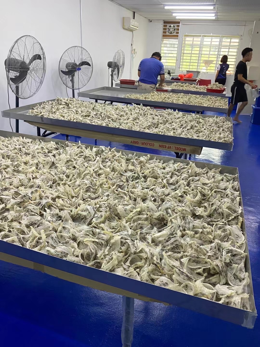 ASPI 美燕窩的頂級燕窩 - 遵守馬來西亞政府合法保育採收規範