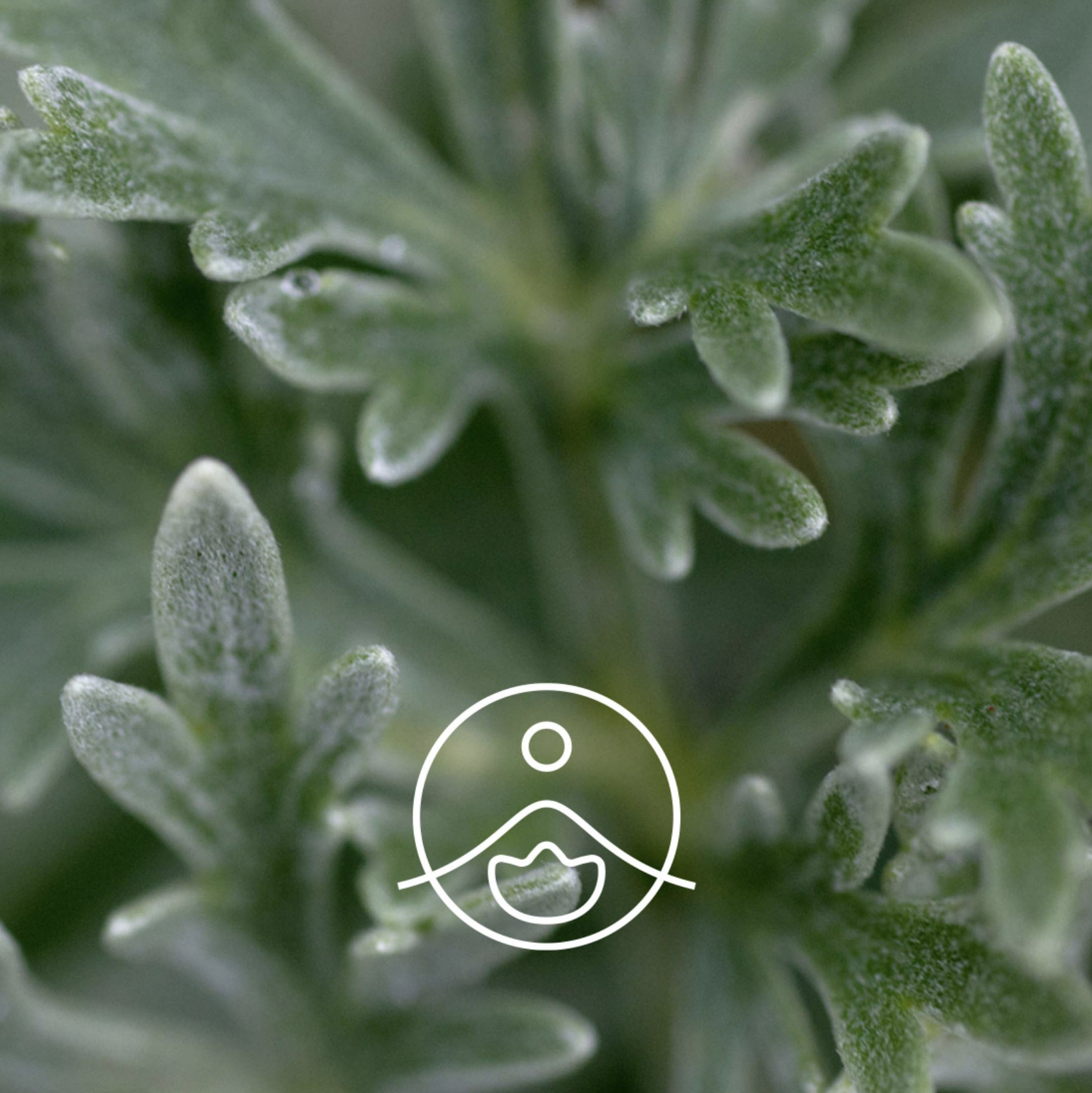 有機艾草精油 - Florihana