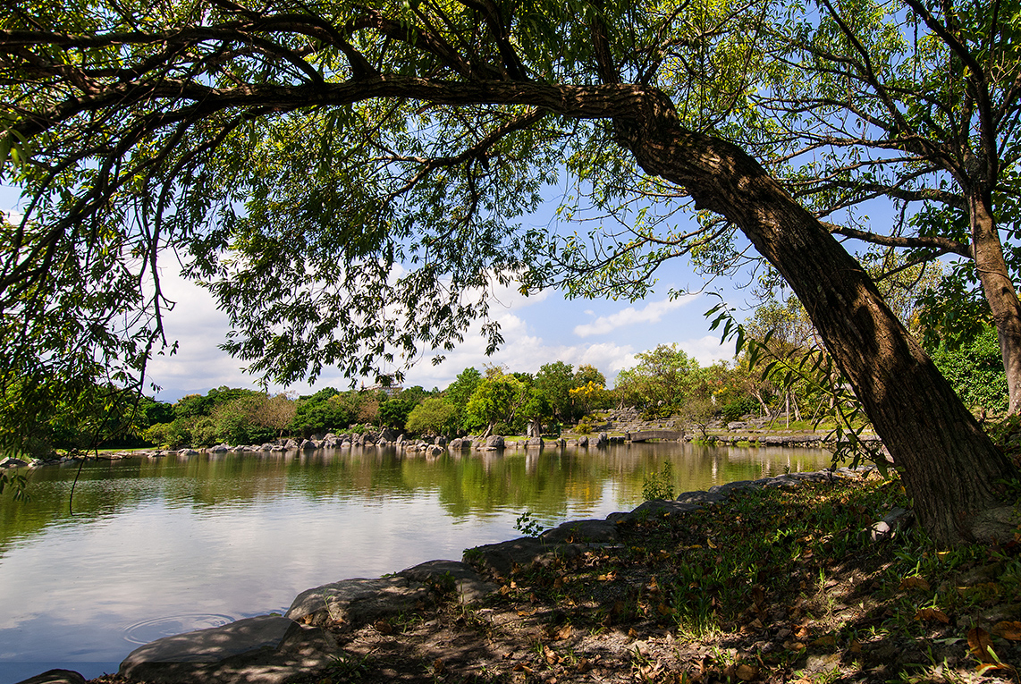 羅東運動公園 大樹下