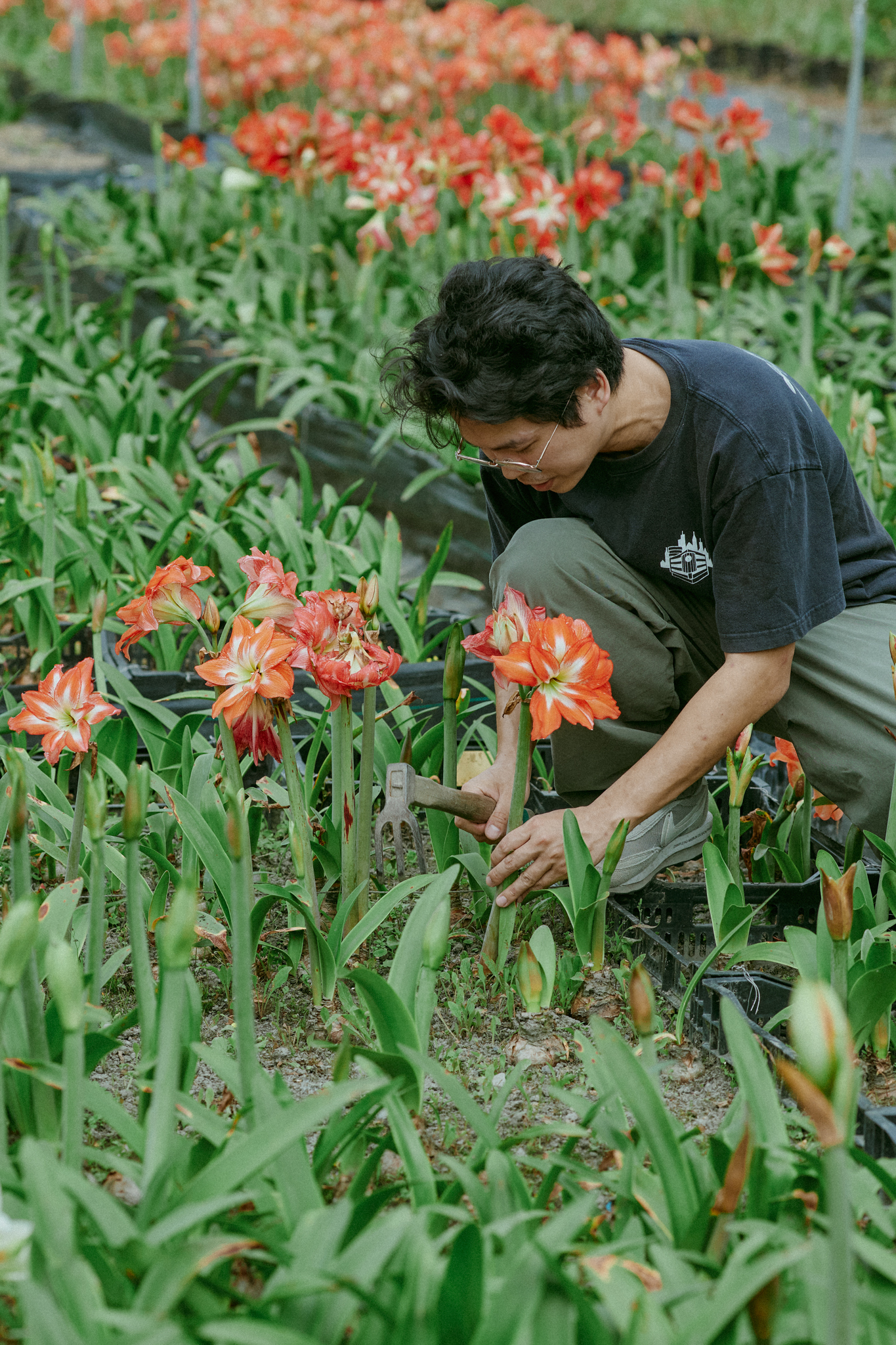 孤挺花在炎熱的夏天或潮濕的雨天都可以生長茂盛